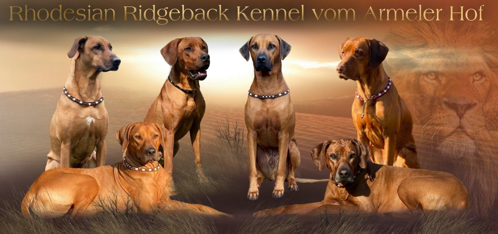 Rhodesian Ridgeback Kennel Vom Armeler Hof Rhodesian Ridgeback Kennel Vom Armeler Hof
