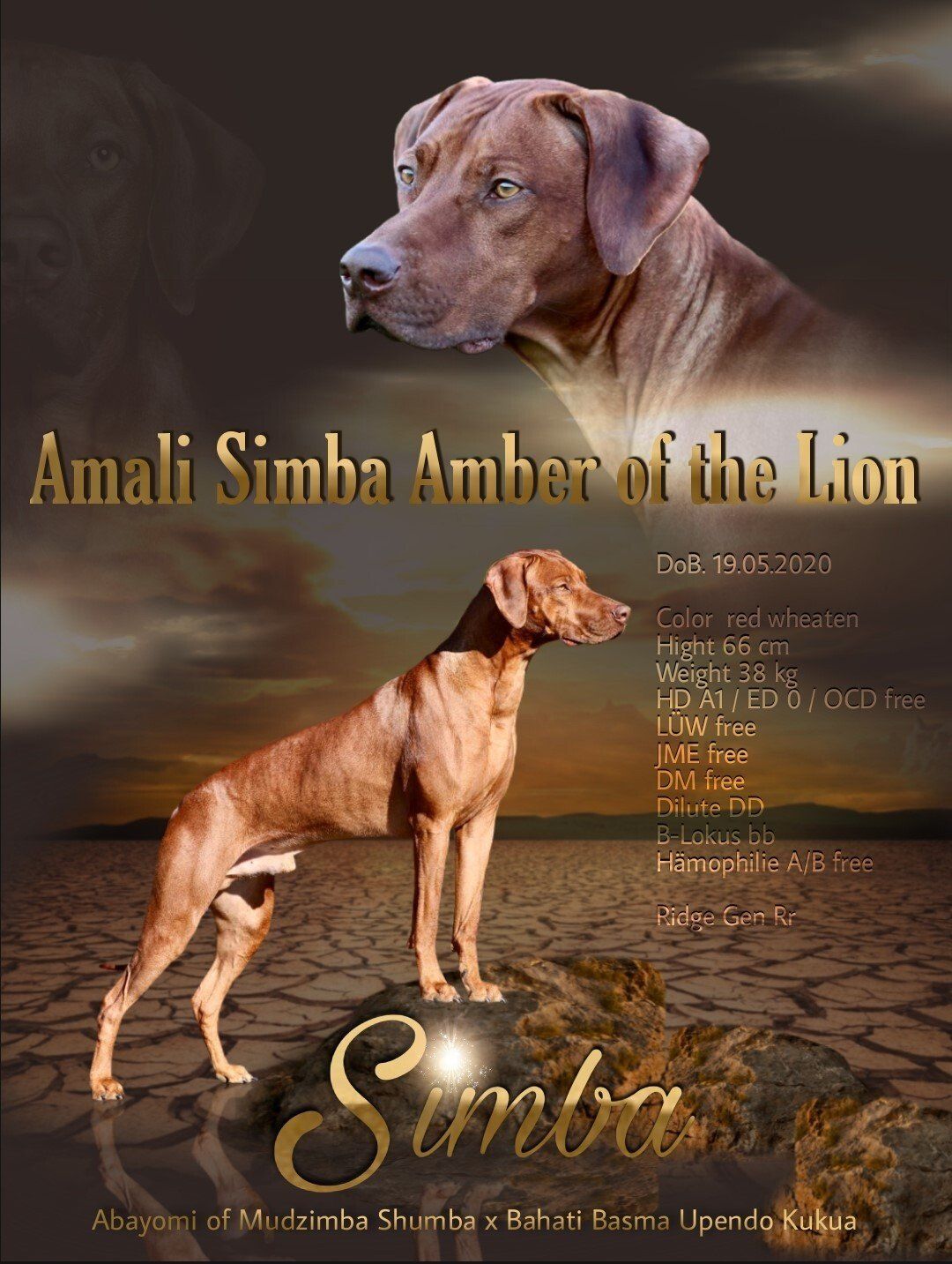 Ayoka´s Tawonga of Nayeli's Royals Ridge Ayoka´s Tawonga of Nayeli's Royals Ridge