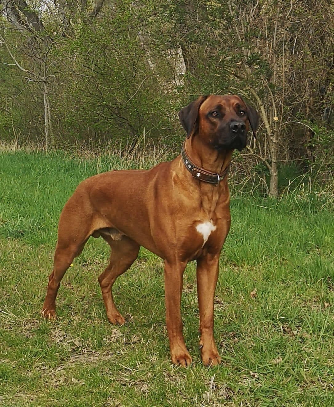 Bendit aus dem Artland Bendit aus dem Artland