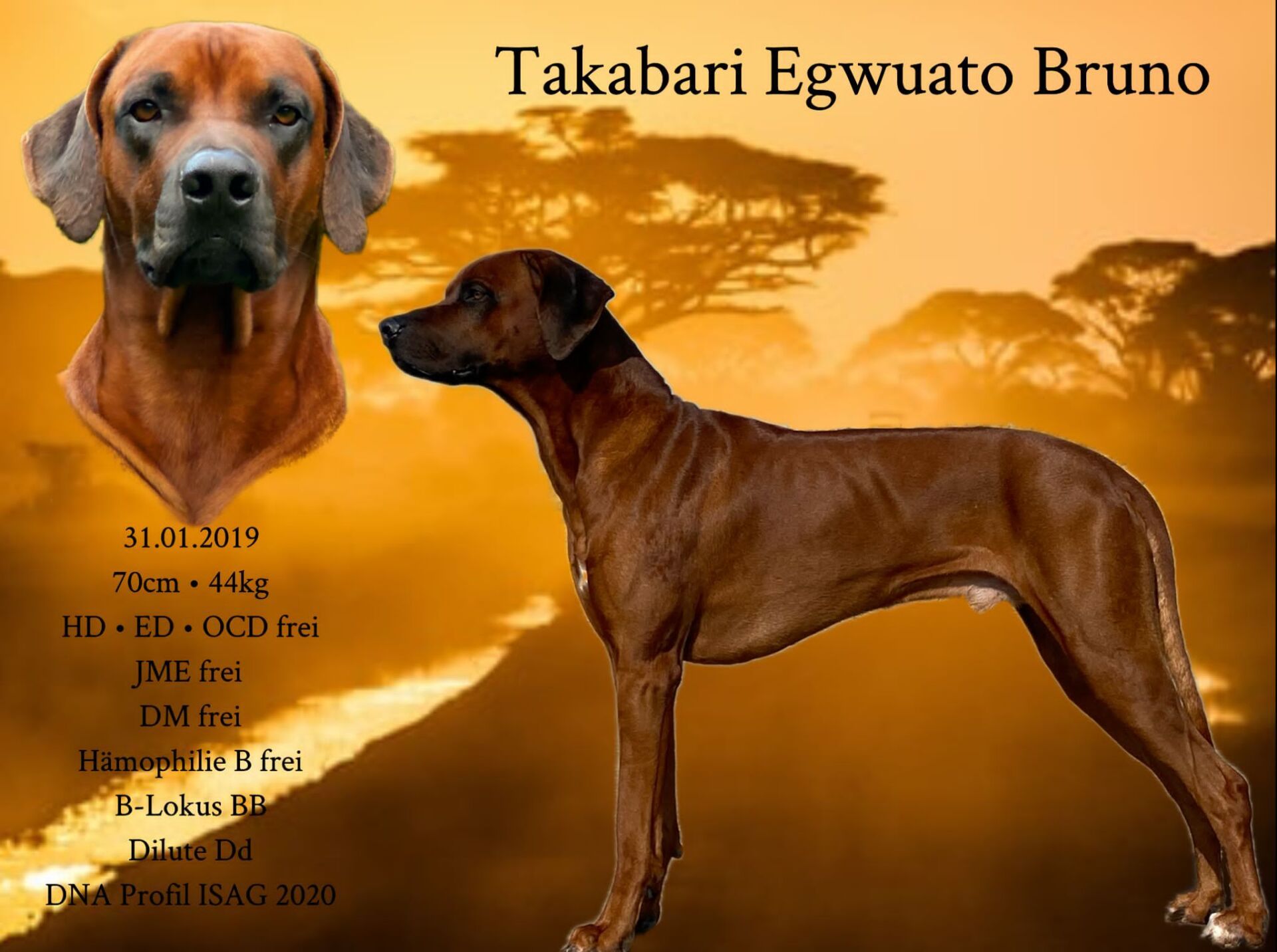 Takabari Egwuato Bruno Takabari Egwuato Bruno