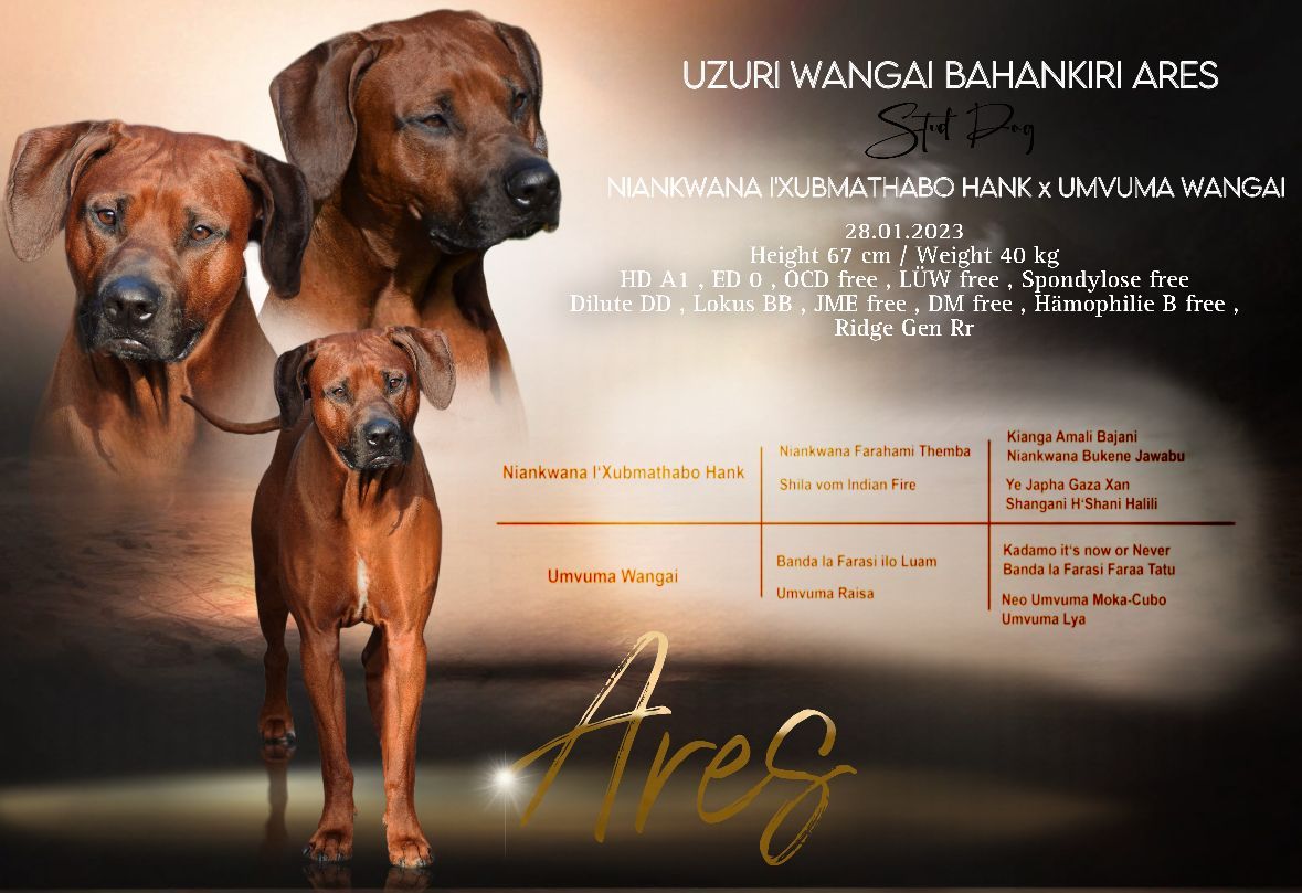 Burhani Aziz aus dem Artland Burhani Aziz aus dem Artland