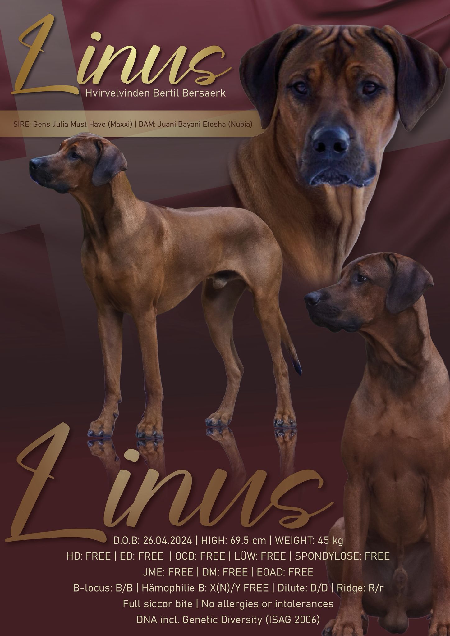 Asani von der alten Aue Asani von der alten Aue