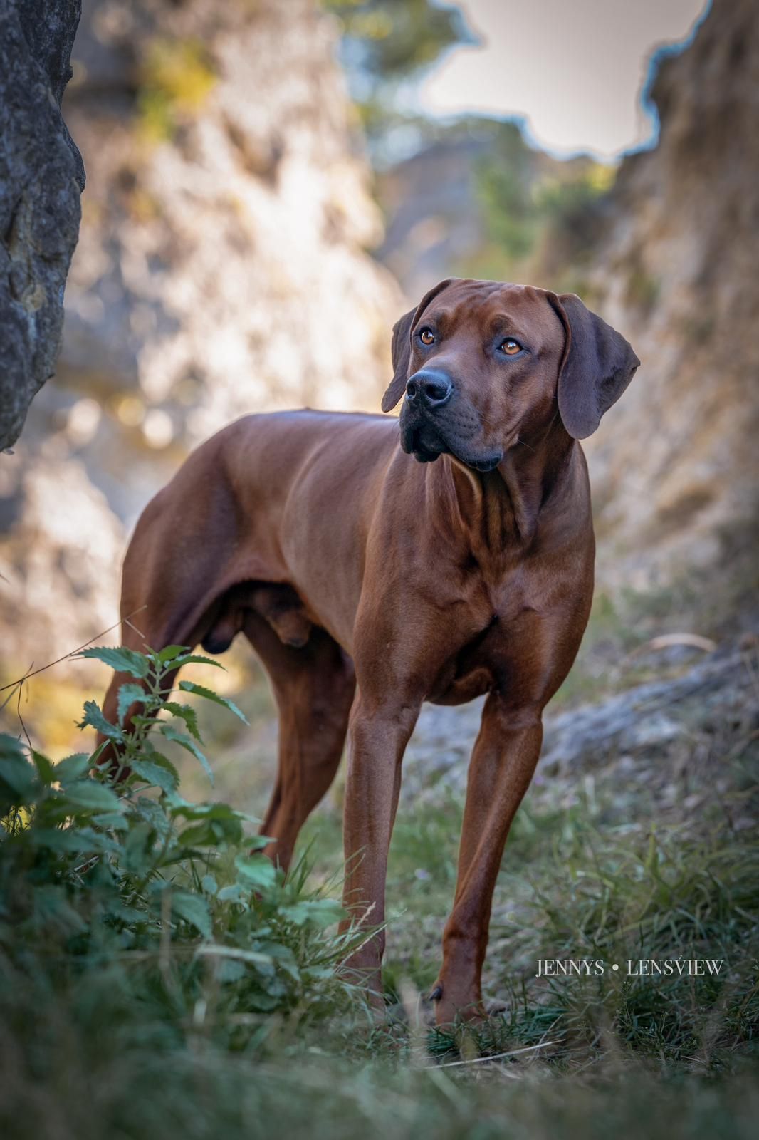 South African Star´s Lui South African Star´s Lui