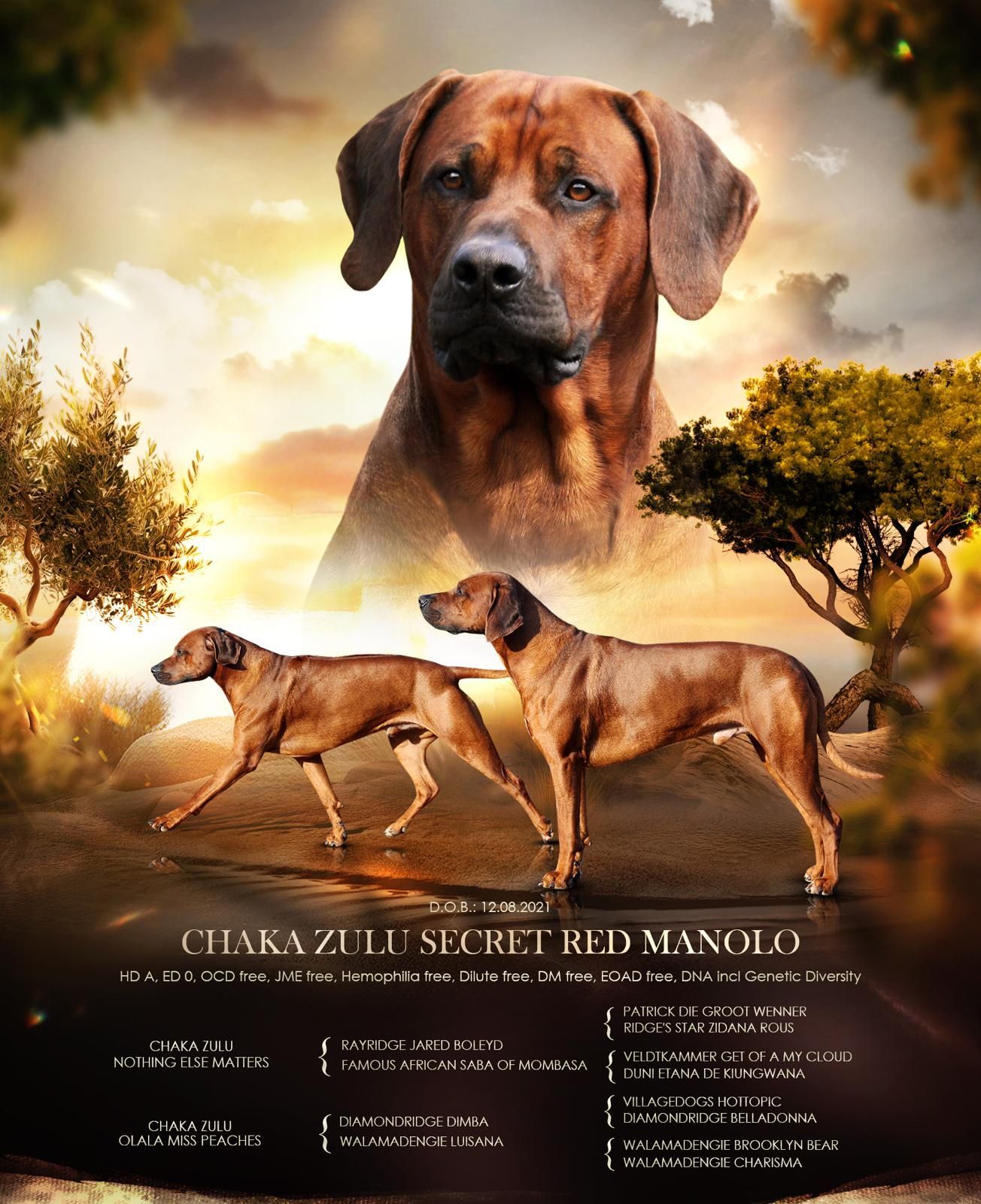 Baakir vom Kiliansberg Baakir vom Kiliansberg