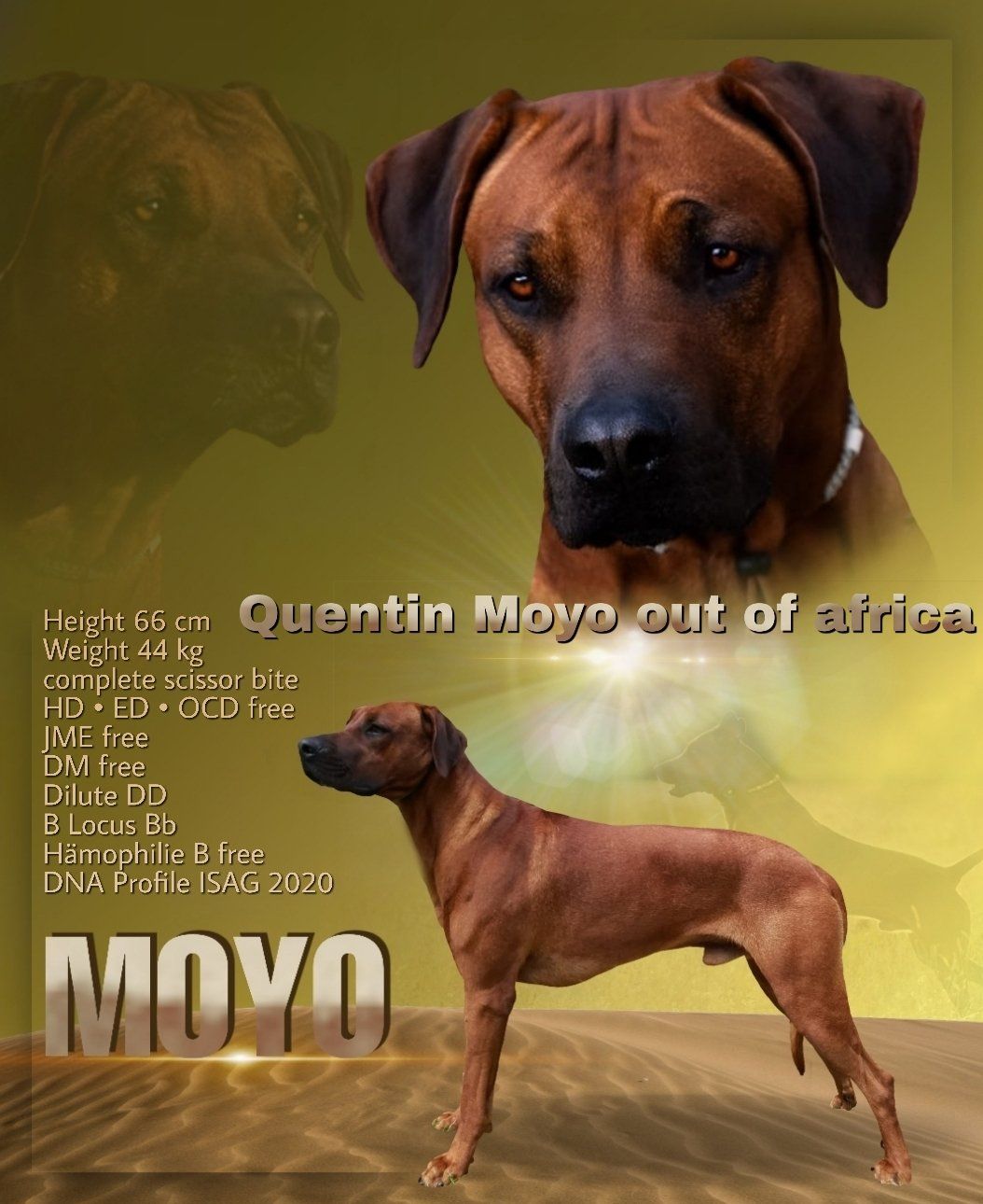 Aplus Excalibur Fire Tzavo Aplus Excalibur Fire Tzavo