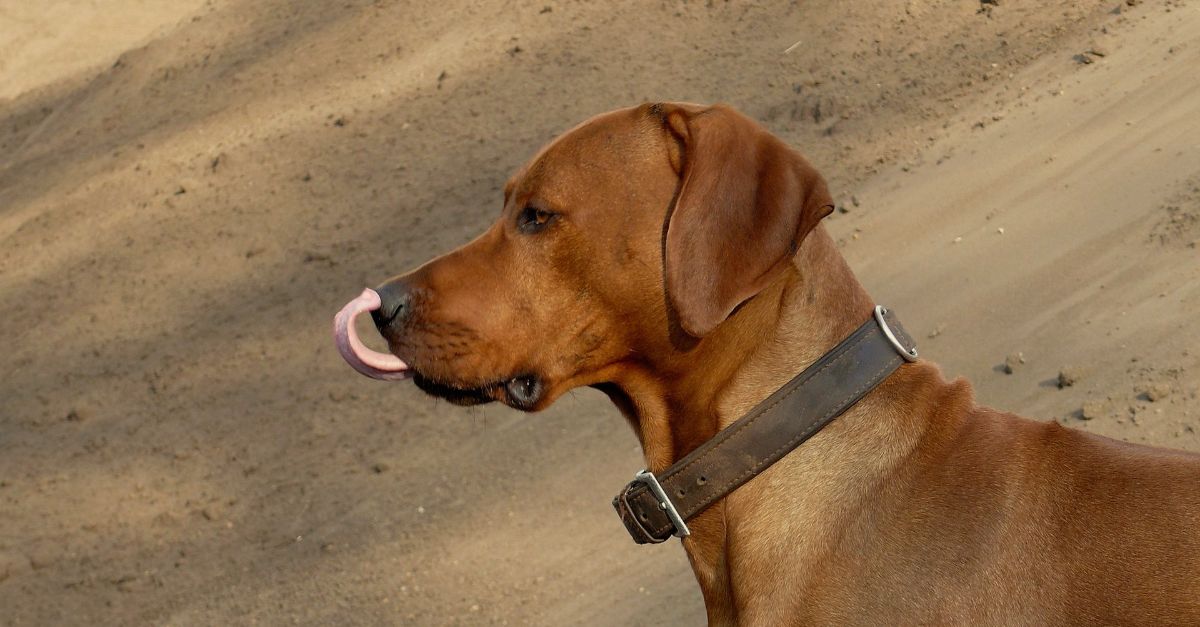 DRRC - Rhodesian Ridgeback Deckrüde, Bandele Bathani SAH, lebt im Kennel Tussangana mbey Rhodesian Ridgeback