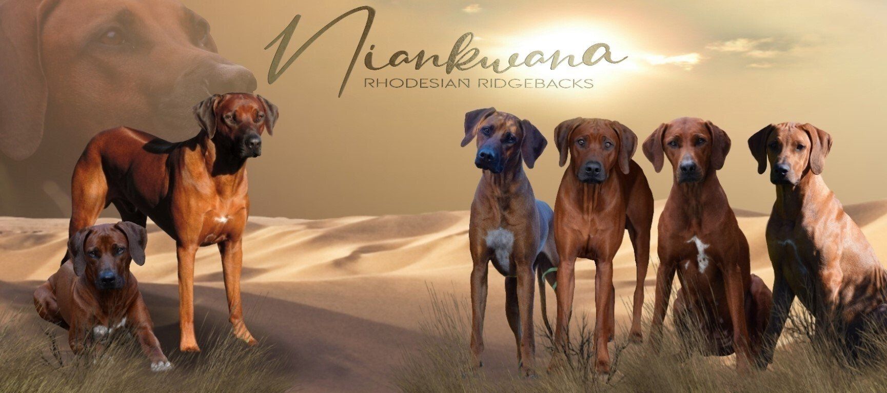 Rhodesian Ridgeback Kennel Niankwana Rhodesian Ridgeback Kennel Niankwana
