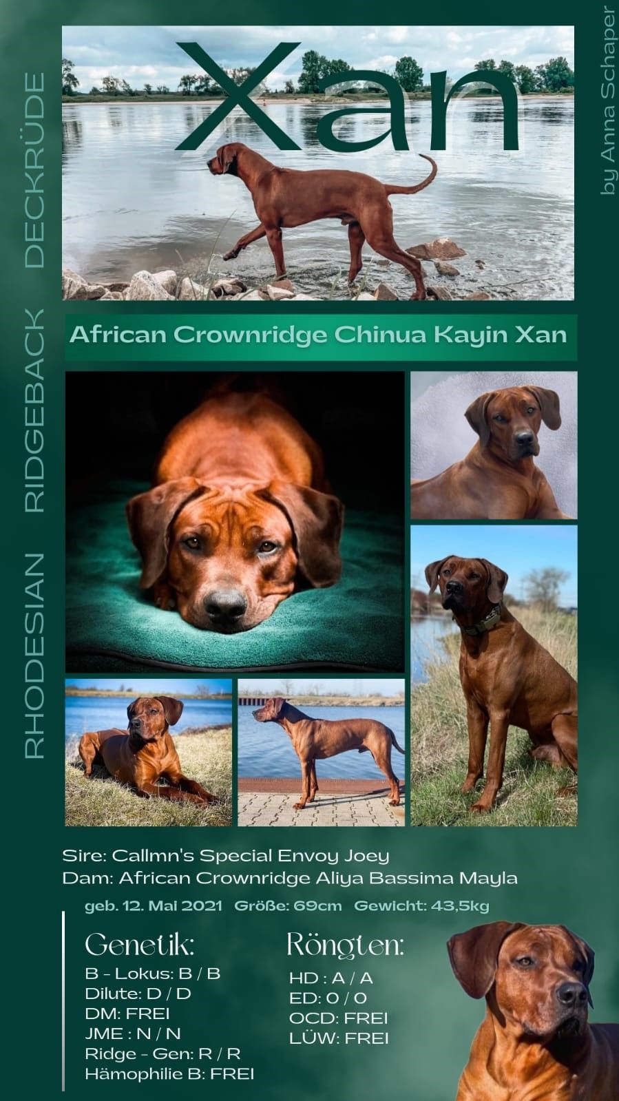 Baakir vom Kiliansberg Baakir vom Kiliansberg