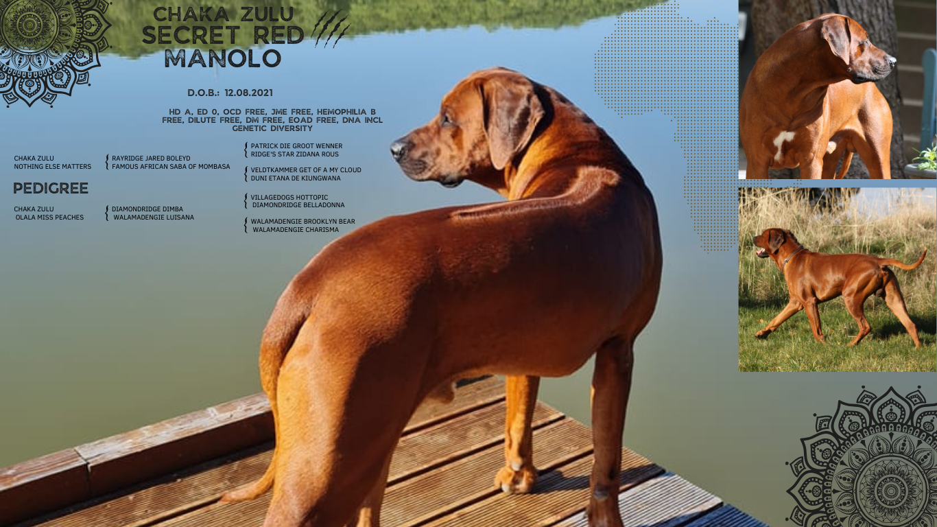 Baakir vom Kiliansberg Baakir vom Kiliansberg