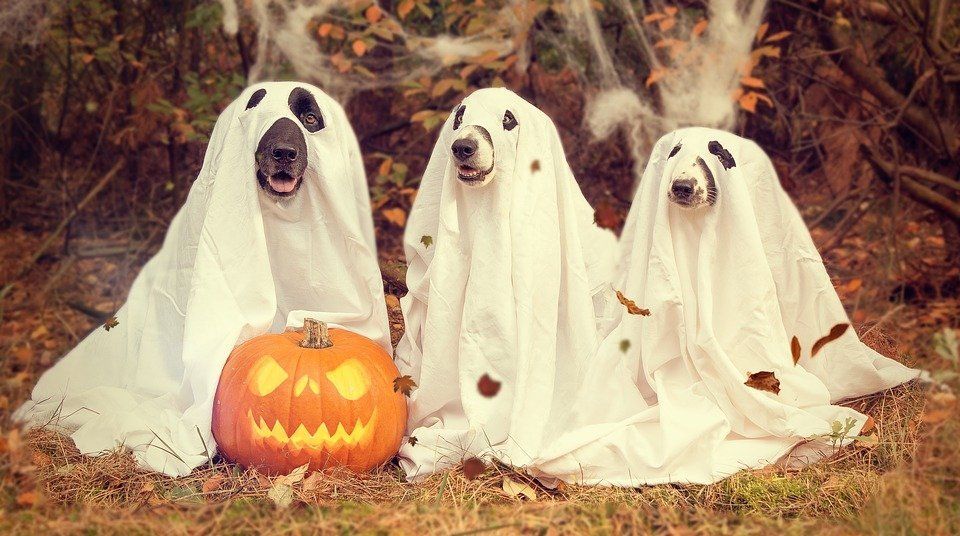 Deutscher Rhodesian Ridgeback Club - Züchter Welpen Deckrüden, Happy Halloween