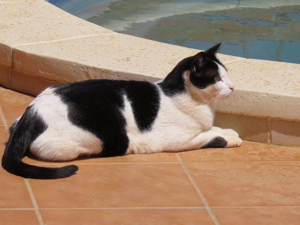 Mi gato cojea
