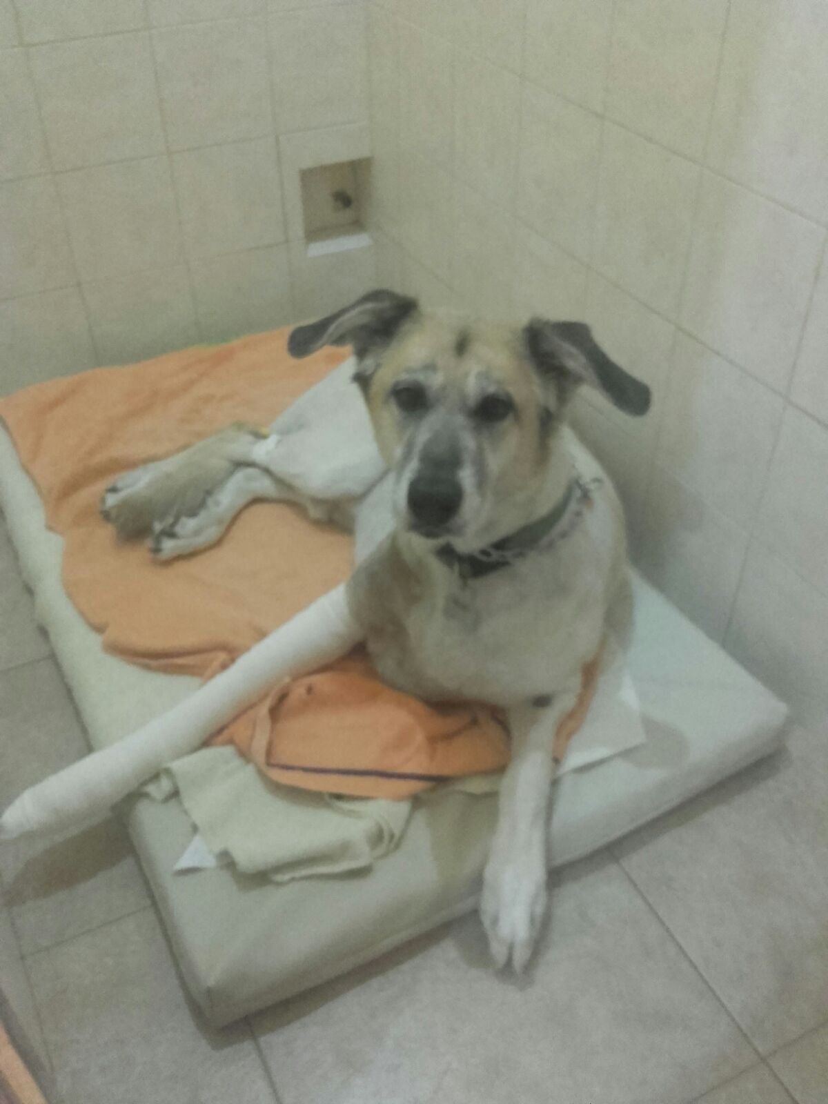 Perro cojo