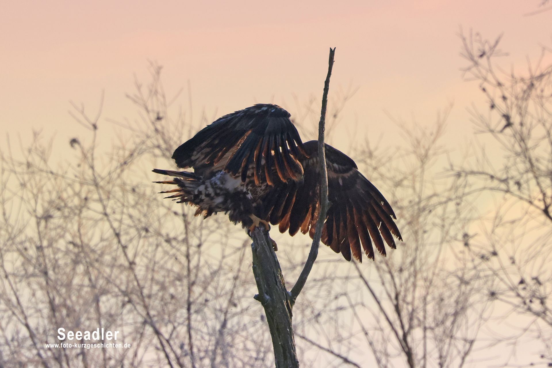 Seeadler Tribseer Moor