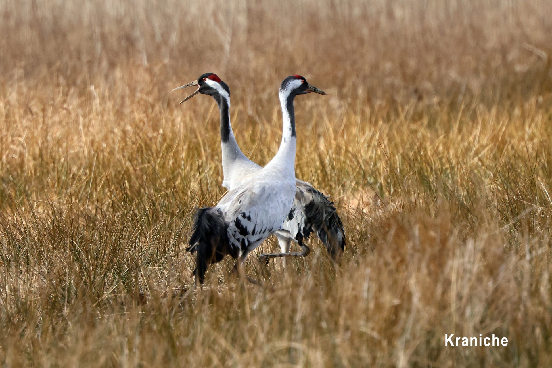Kraniche Kraniche, Vögel des Glücks