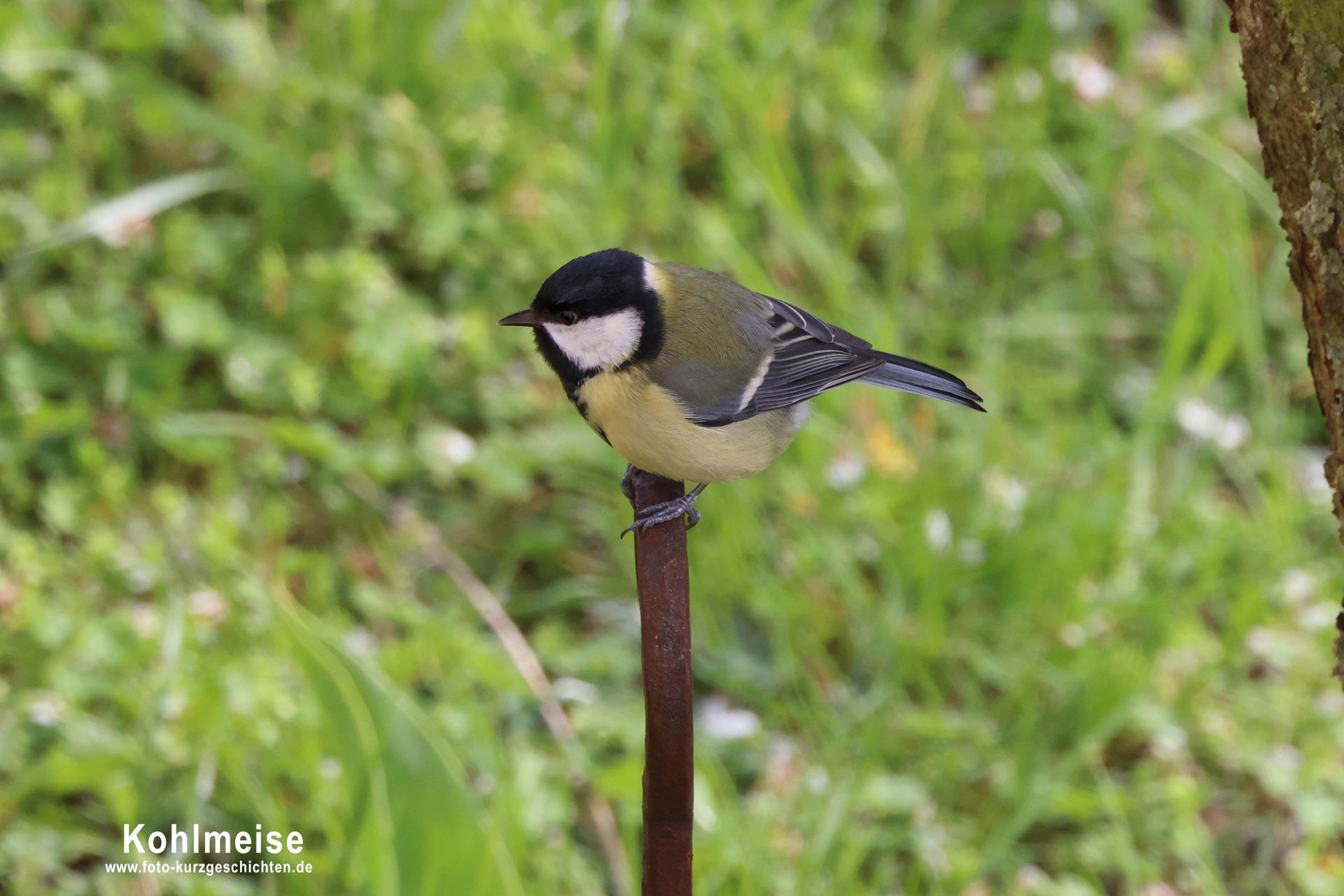 Kohlmeise Kohlmeise
