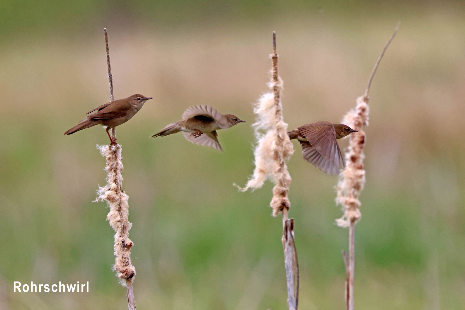 Rohrschwirl Rohrschwirl
