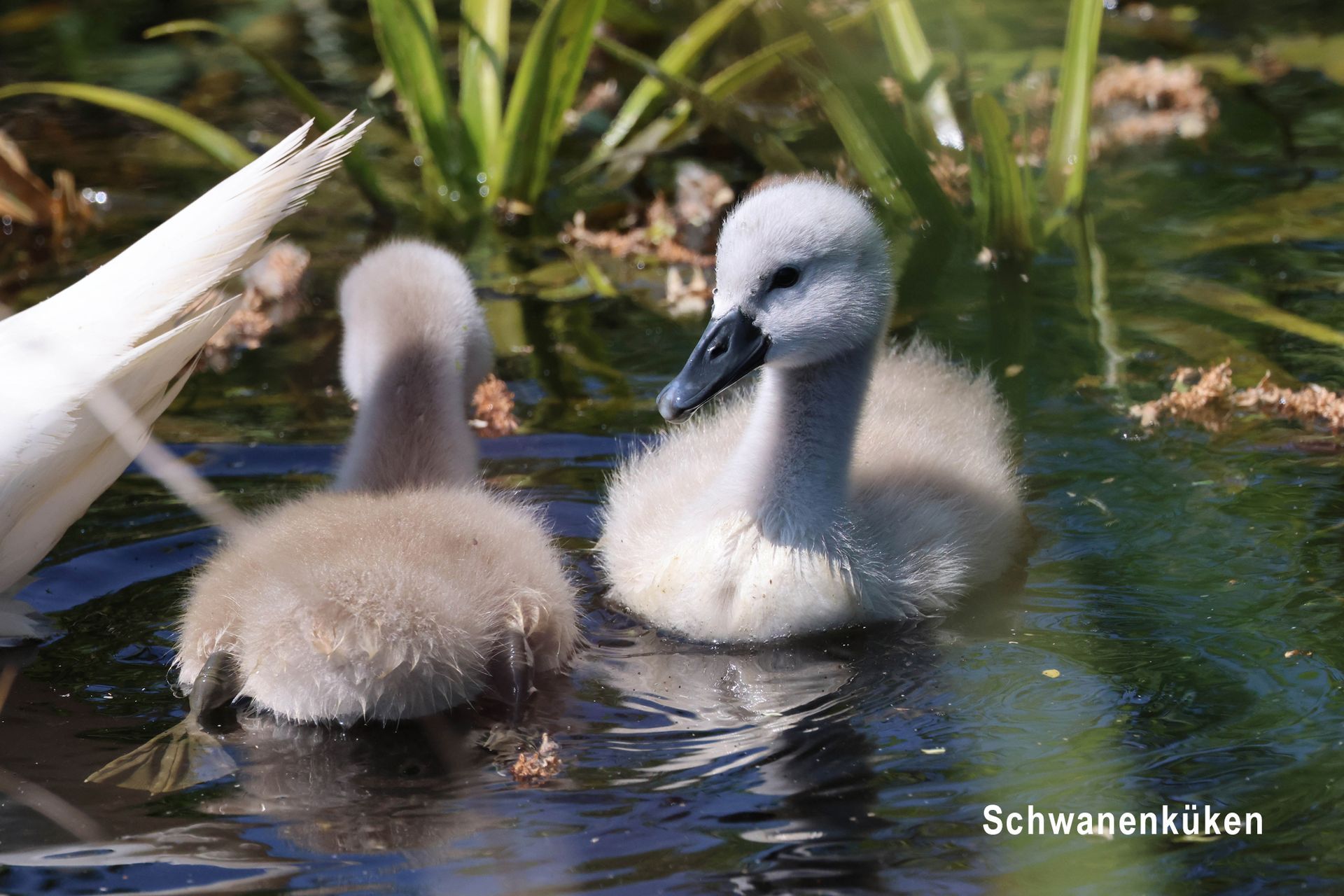 Schwanenküken Schwanenküken