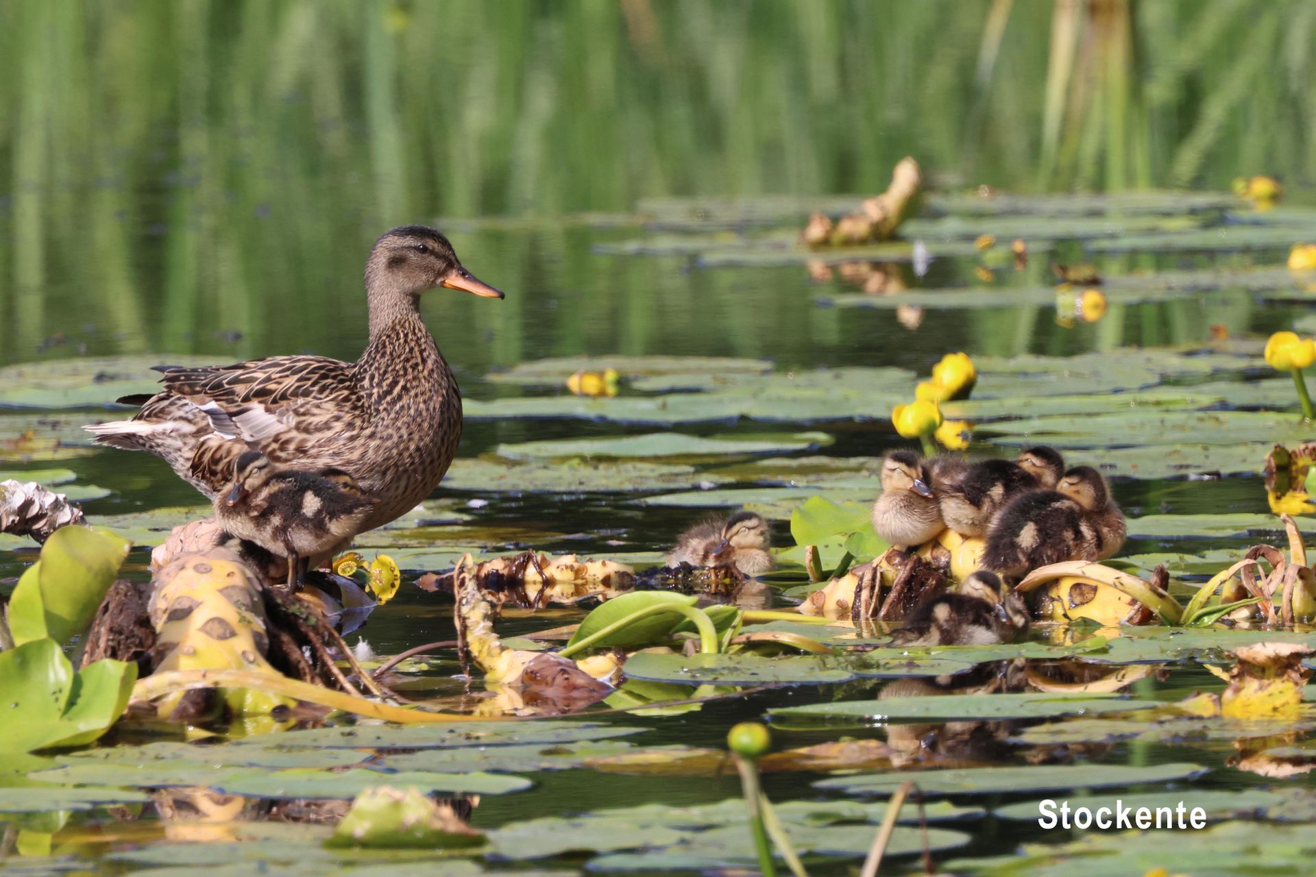 Stockente mit Jungen Stockente mit Jungen