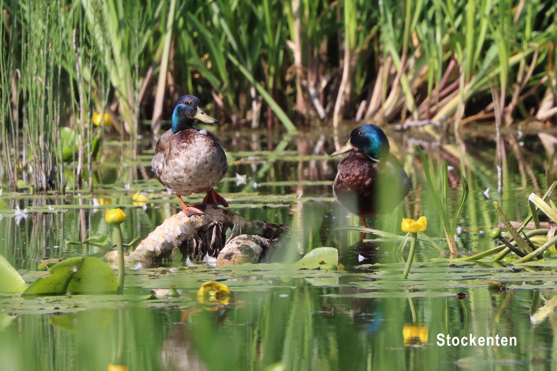 Stockenten Stockenten
