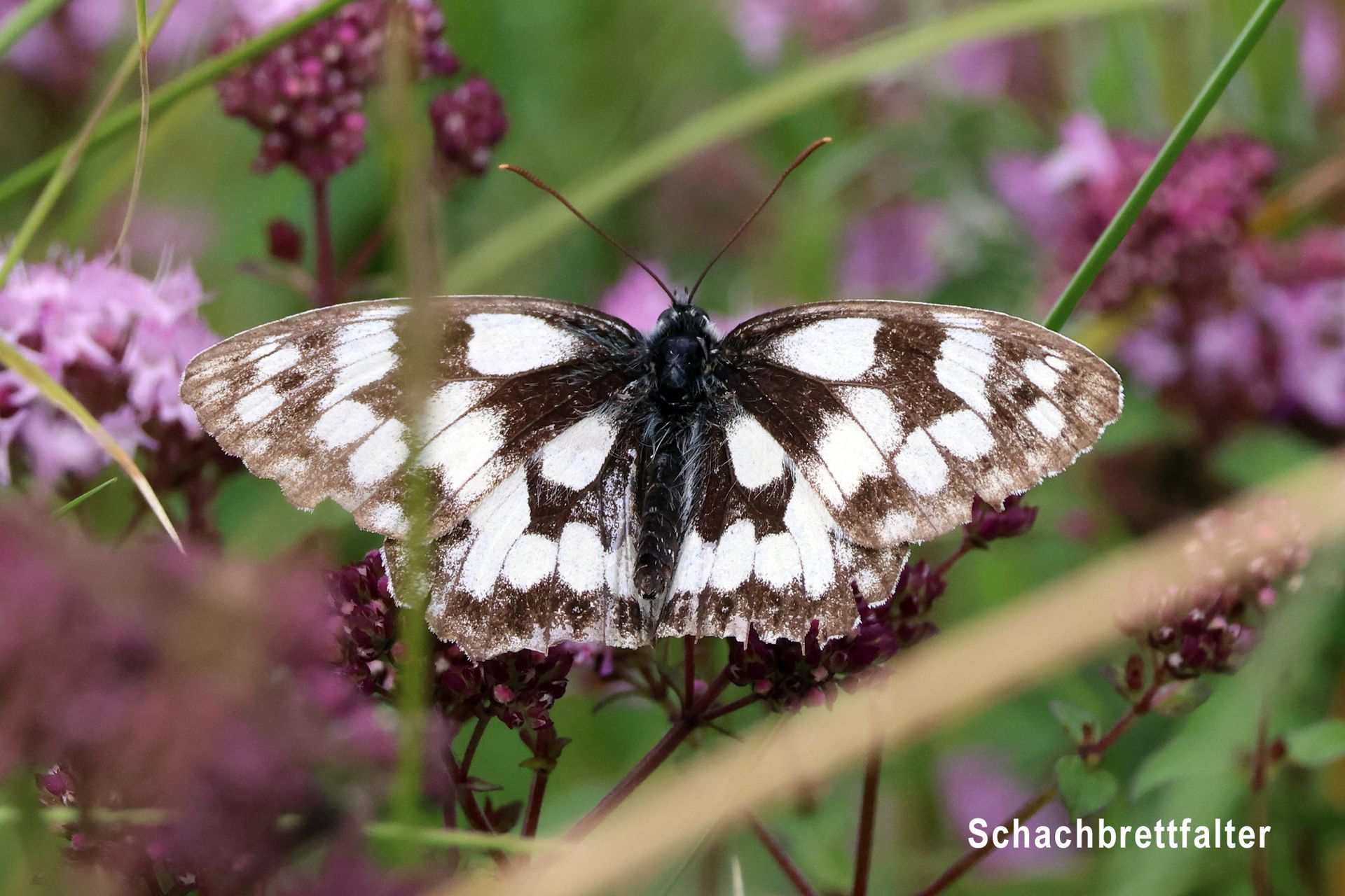 Schachbrettfalter Schachbrettfalter