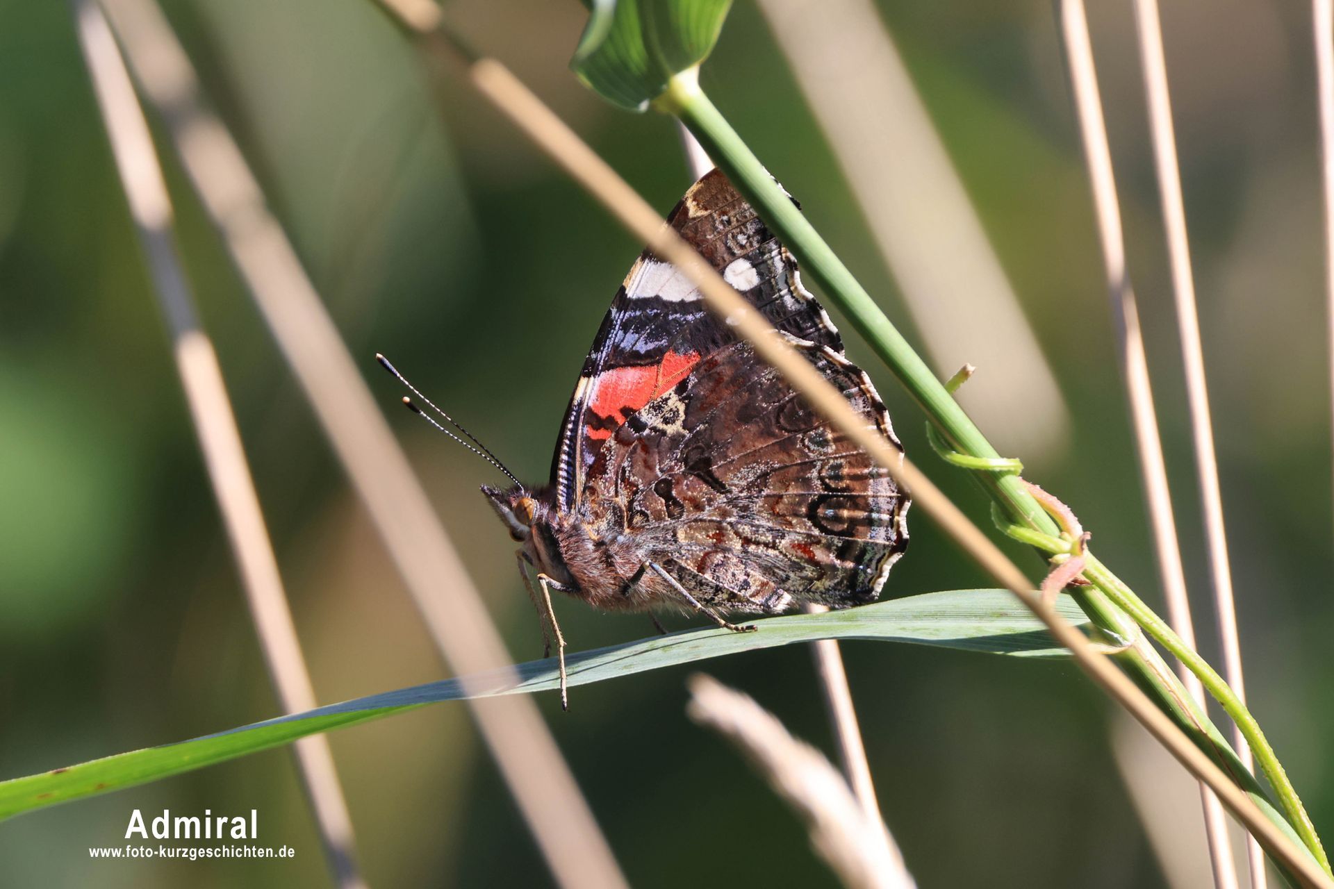 Admiral Schmetterling Admiral
