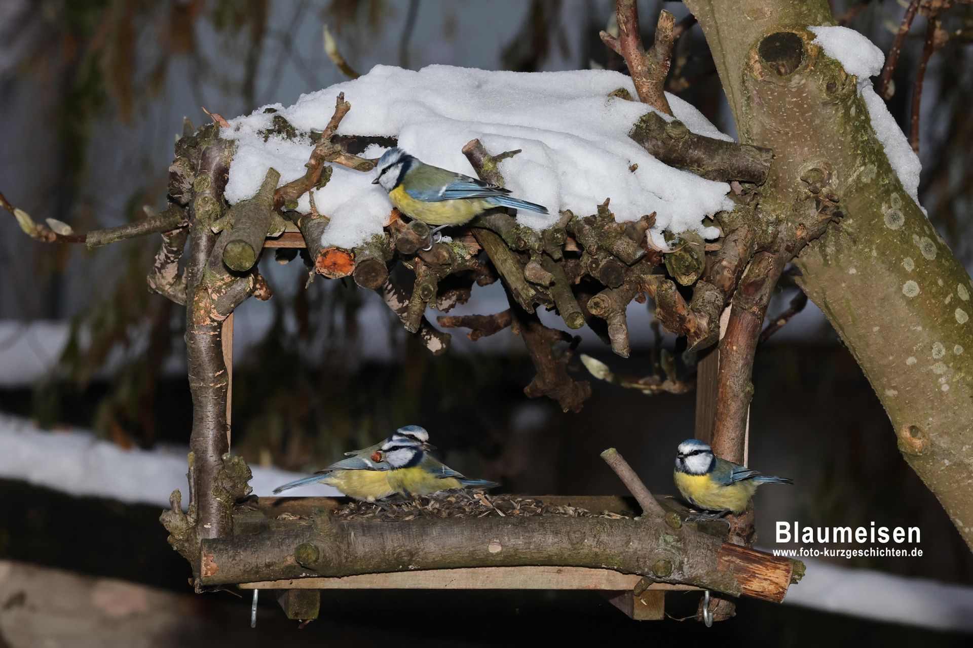 Blaumeisen Blaumeisen