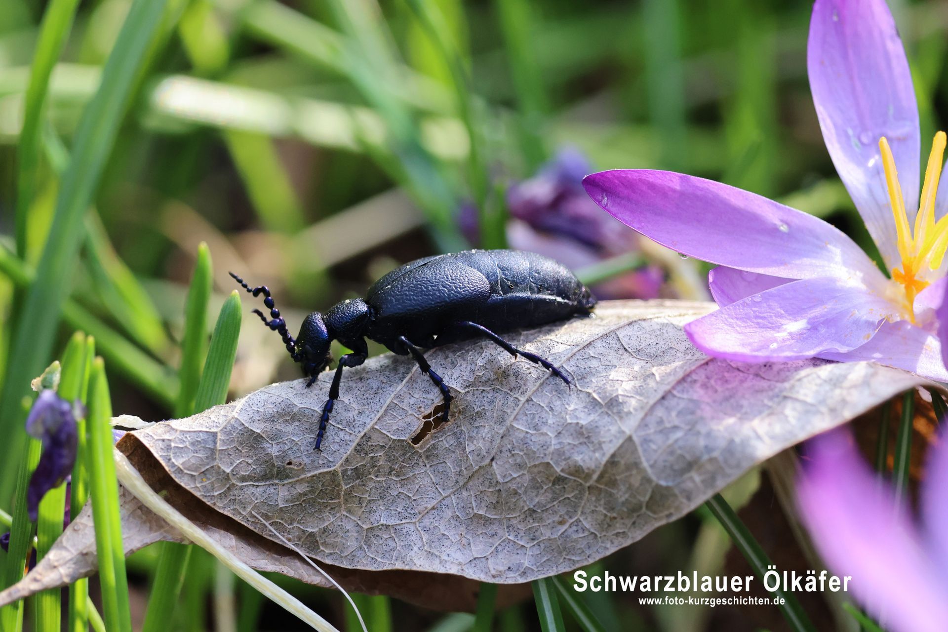 Schwarzblauer Ölkäfer Schwarzblauer Ölkäfer