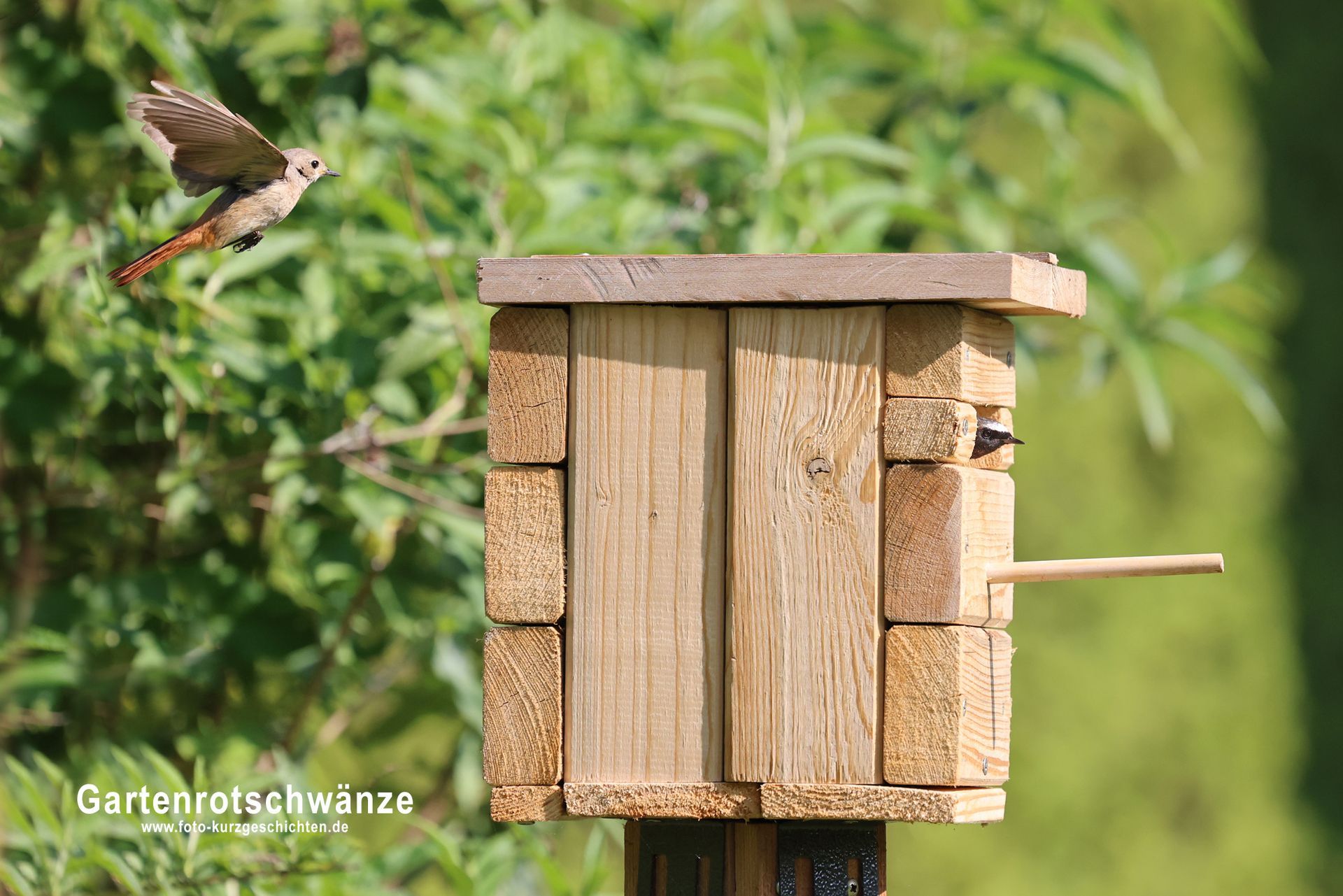 Gartenrotschwänze Gartenrotschwänze