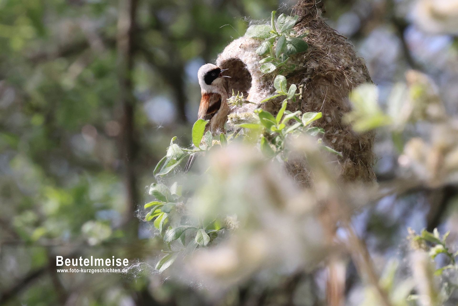 Beutelmeise Beutelmeise