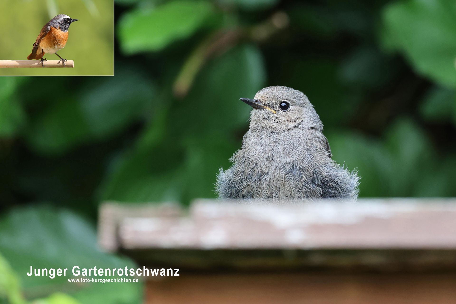 Junger Gartenrotschwanz Junger Gartenrotschwanz
