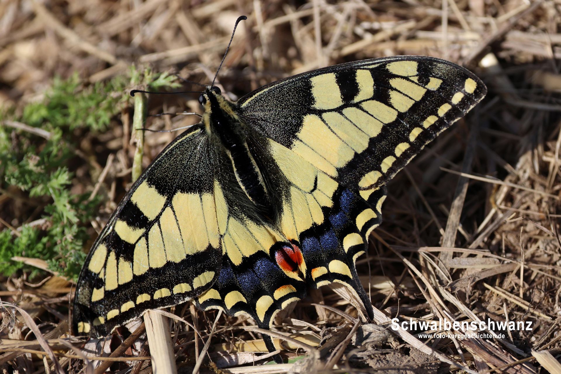 Schwalbenschwanz Schwalbenschwanz
