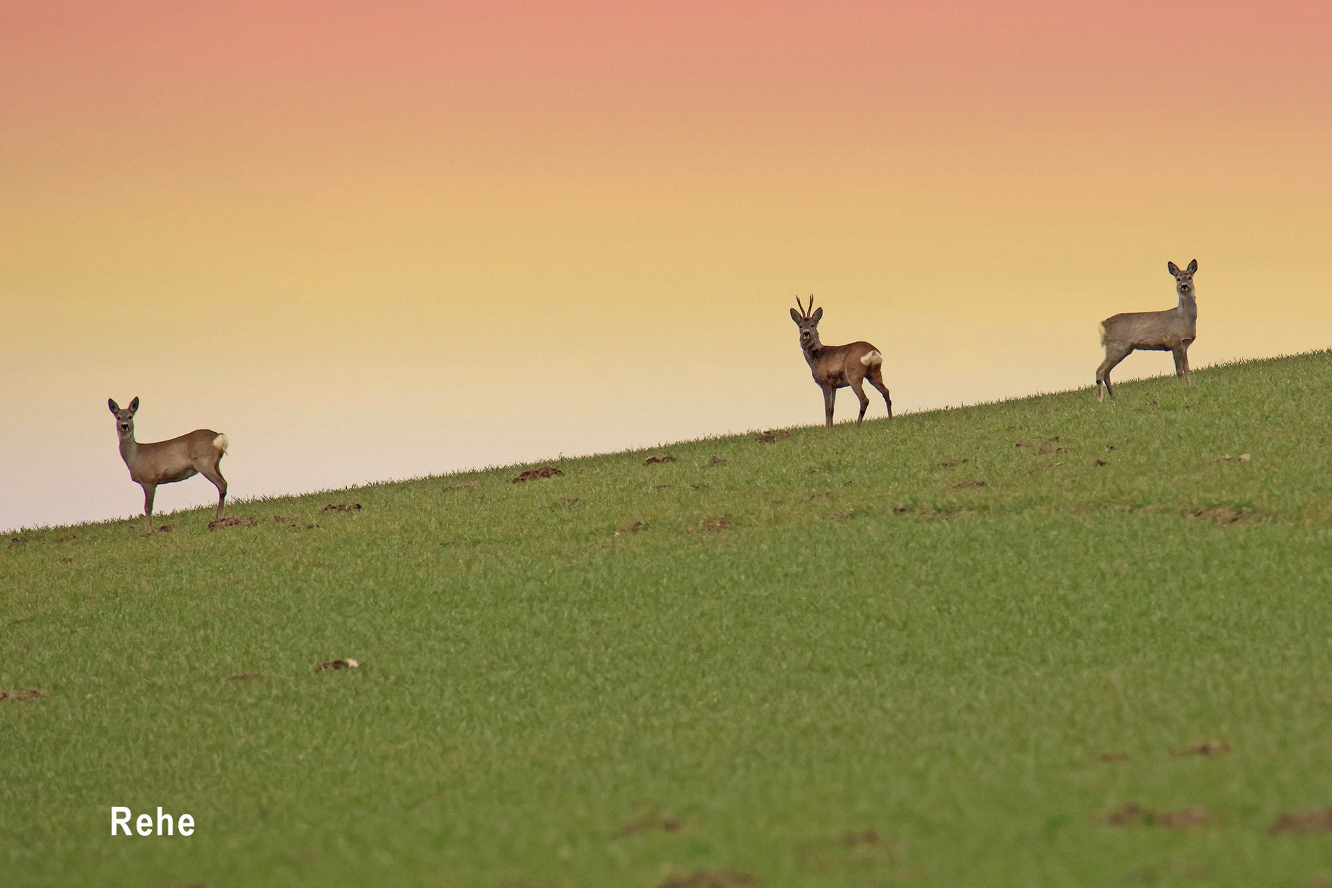 Rehe Rehe