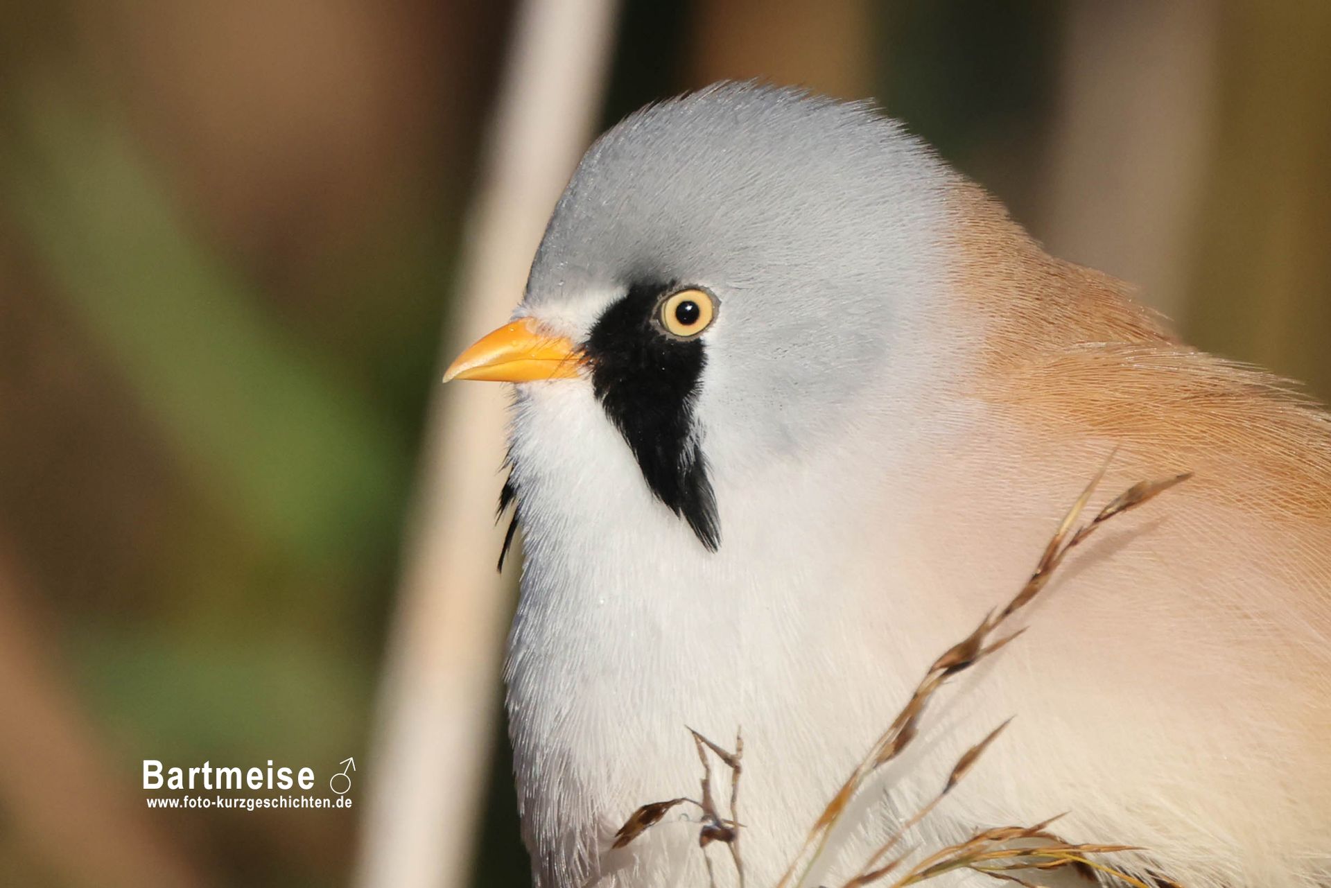 männliche Bartmeise männliche Bartmeise