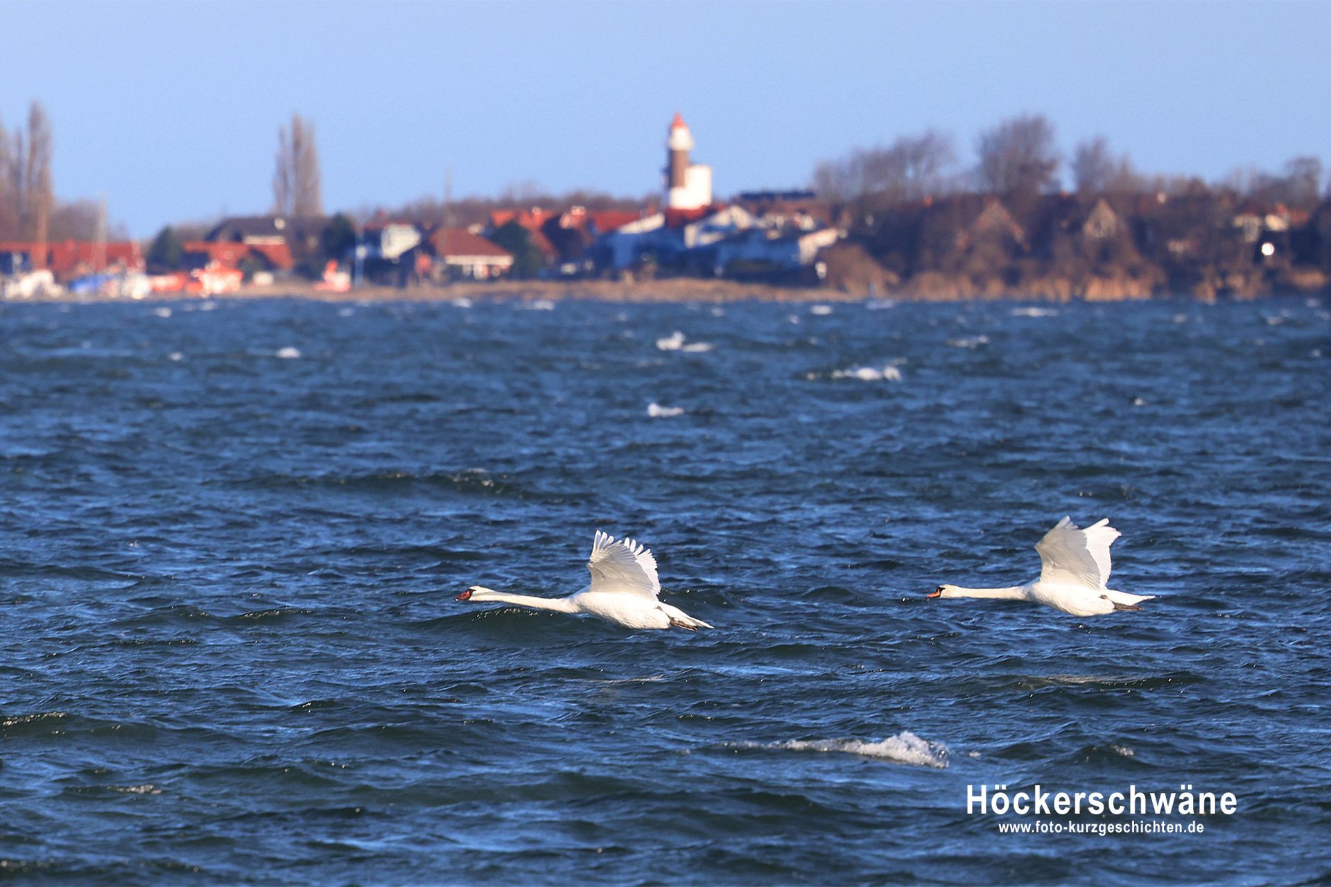 Höckerschwäne Höckerschwäne