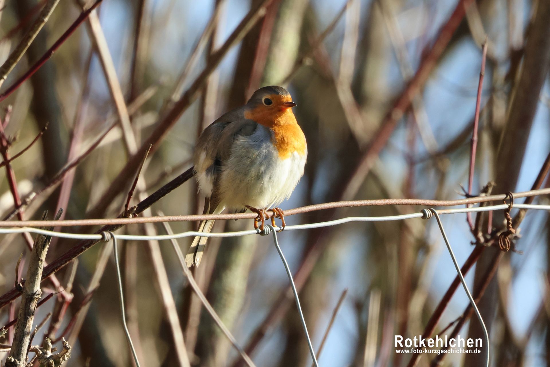Rotkehlchen Rotkehlchen