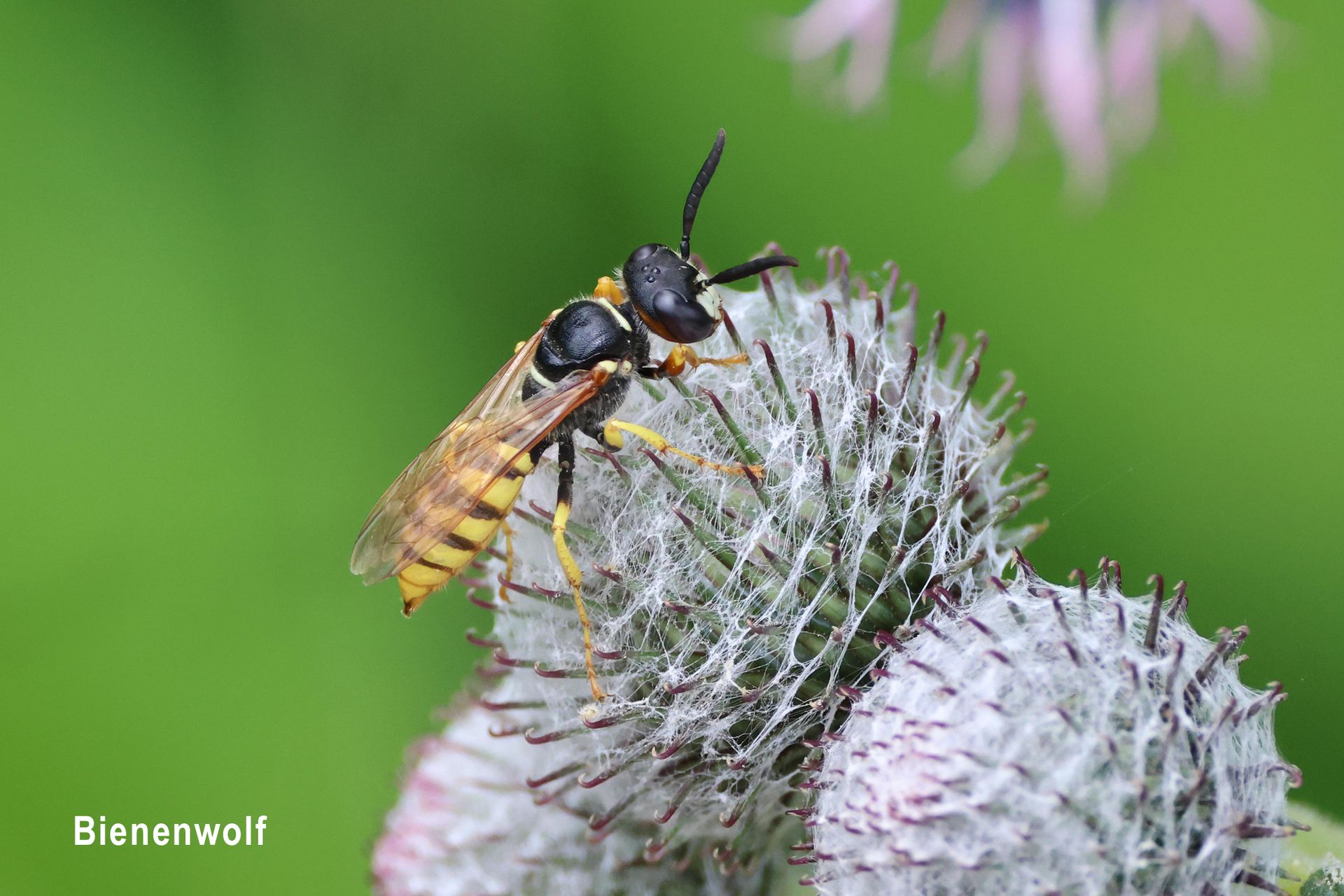 Bienenwolf Bienenwolf