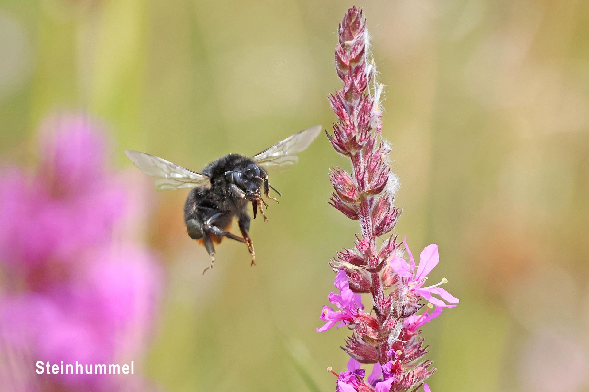 Steinhummel Steinhummel