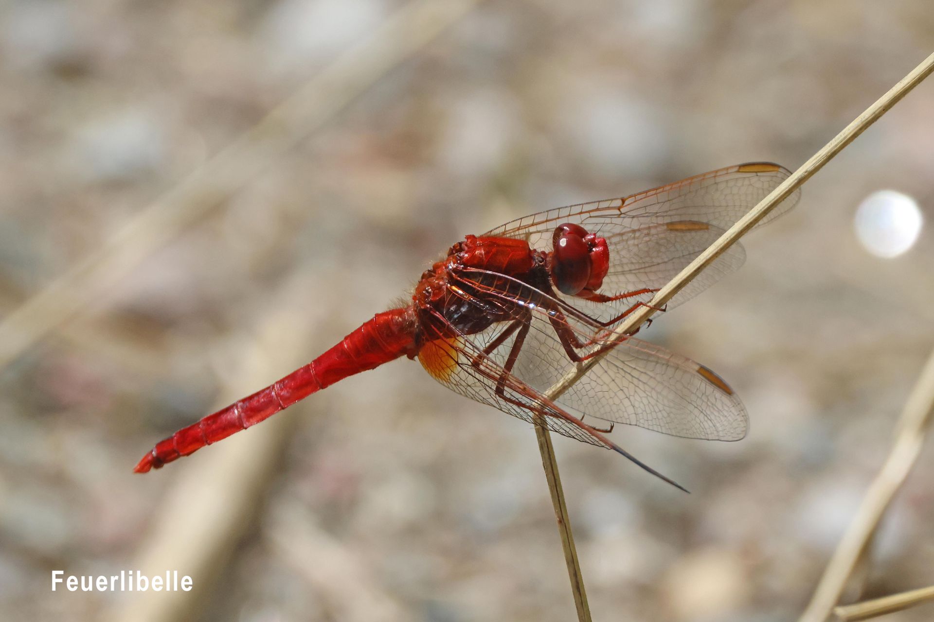 Feuerlibelle Feuerlibelle
