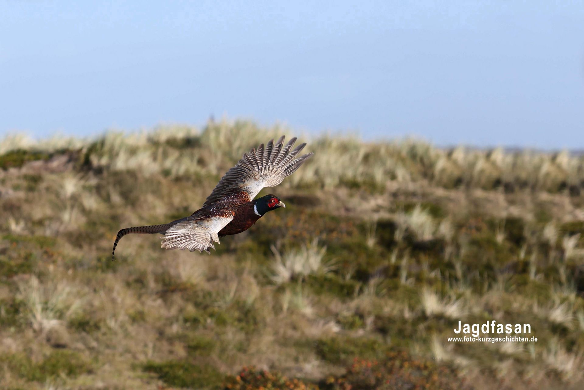 Jagdfasan Jagdfasan