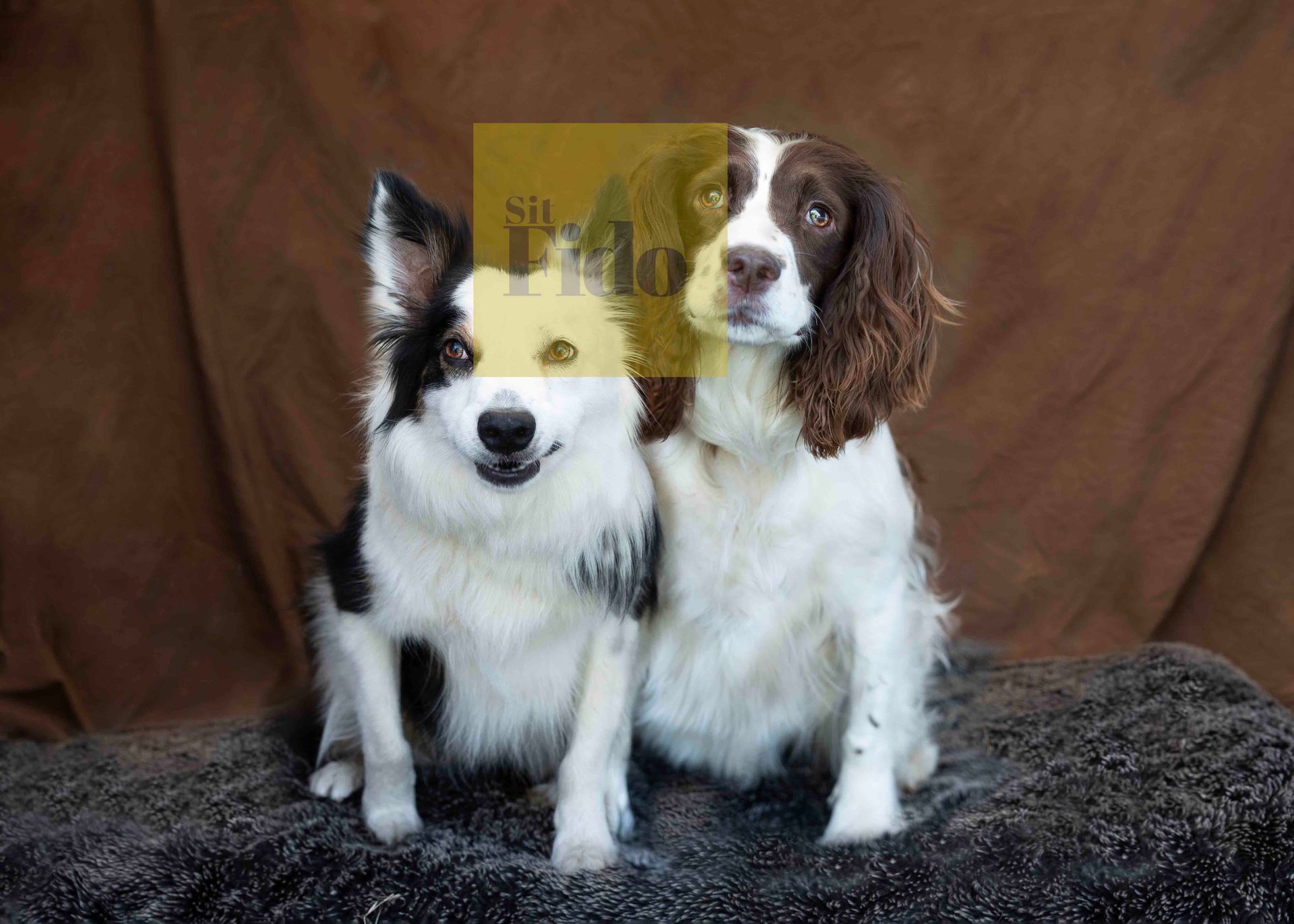 Springer spaniel and border collie in their portrait session with sit fido at durham county show with photographer kate mitford
