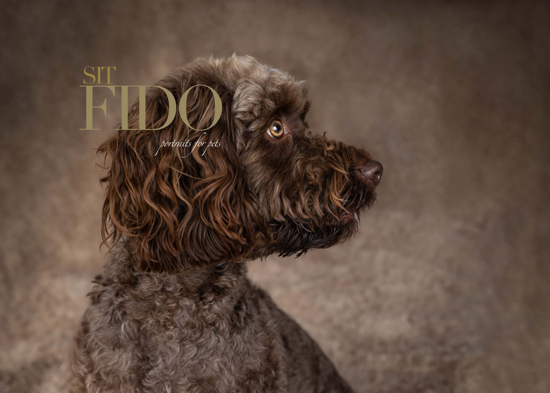 cockapoo profile image against a brown studio backdrop