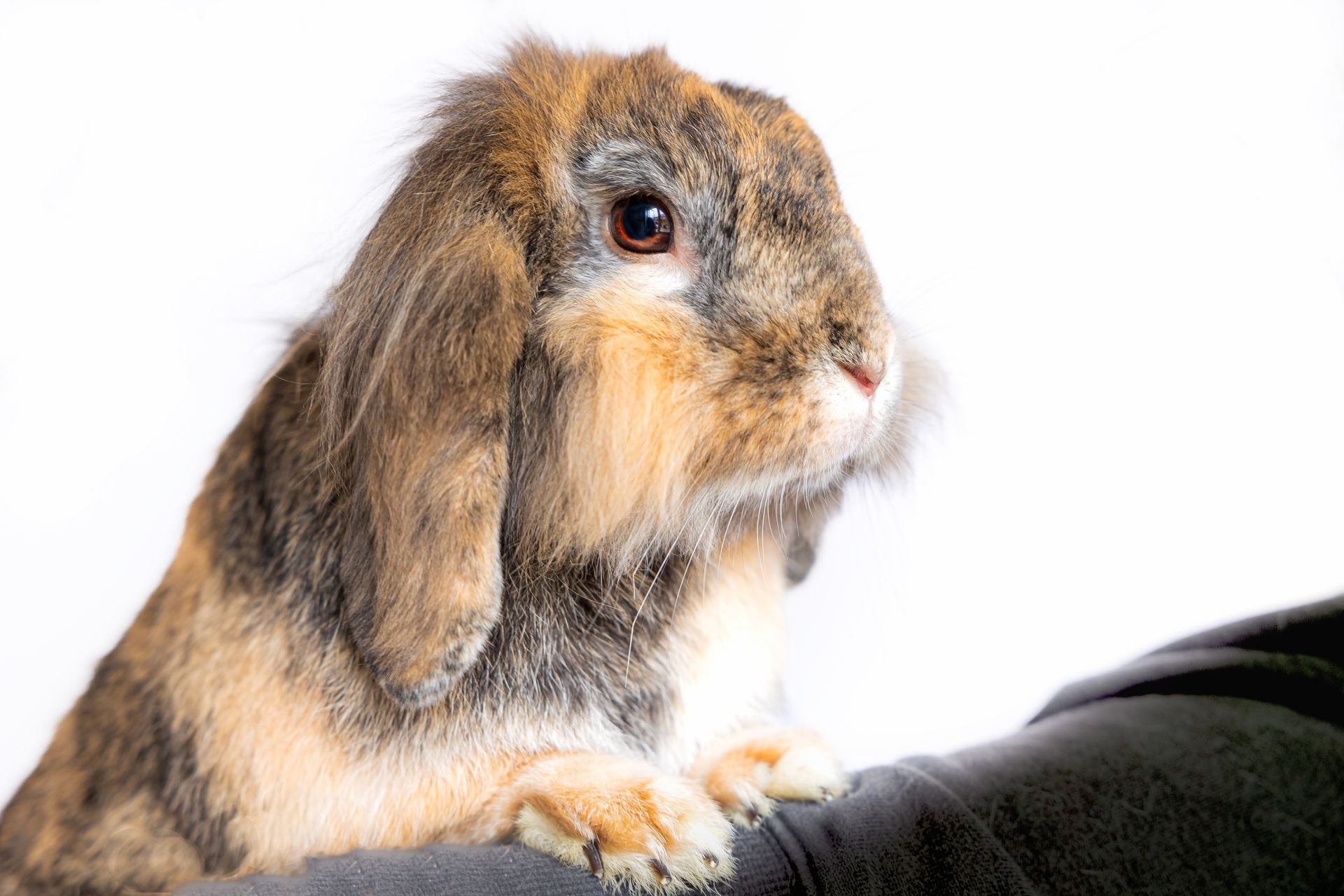 long haired rabbit looking away from camera