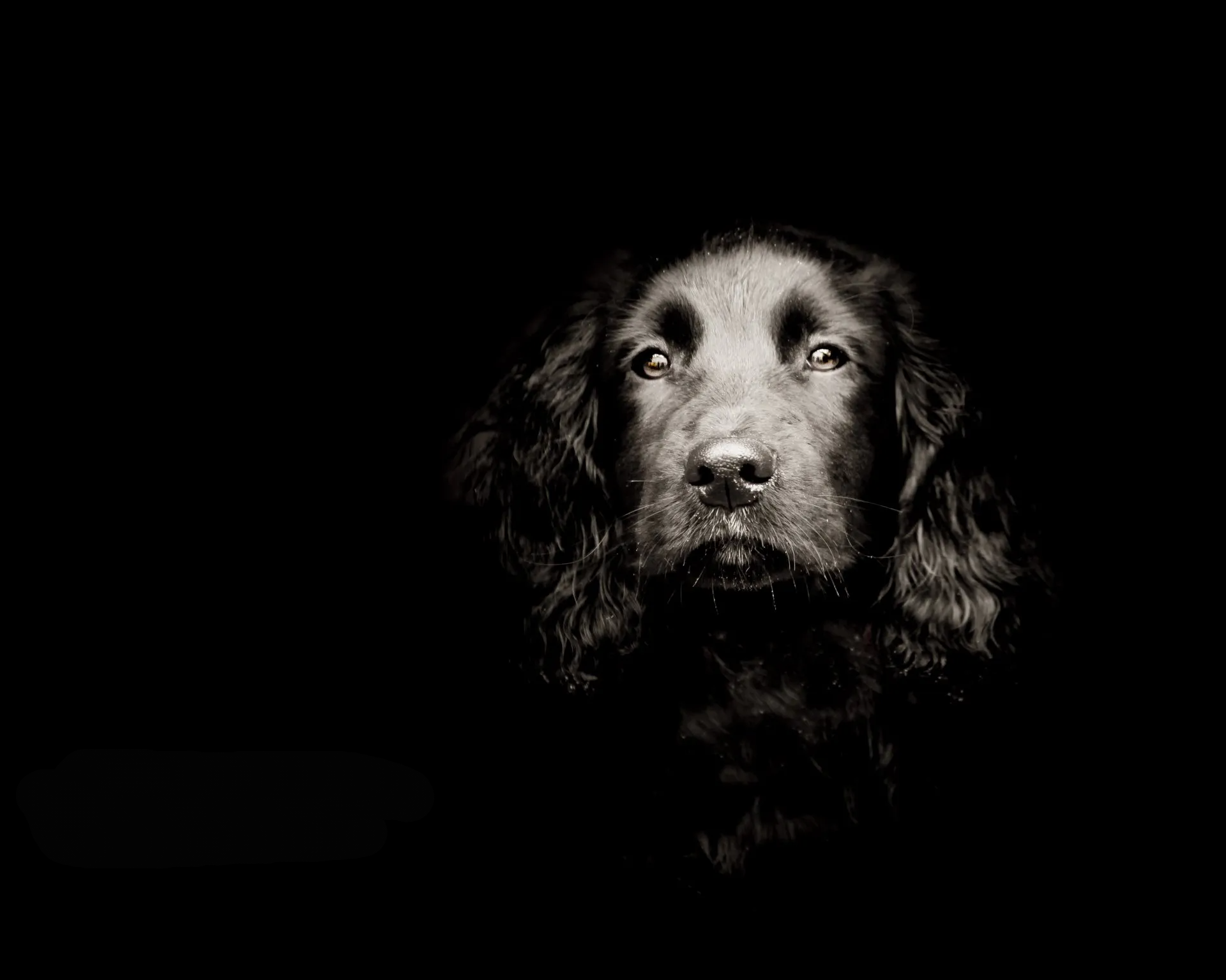 cocker spaniel head shot on black background in black and white