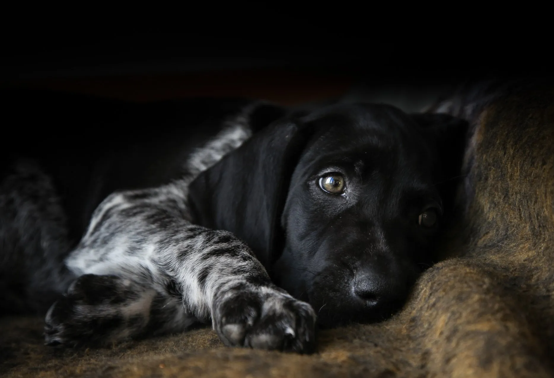 puppy pointer in bed snuggled up eyes at the camera but looking sleepy