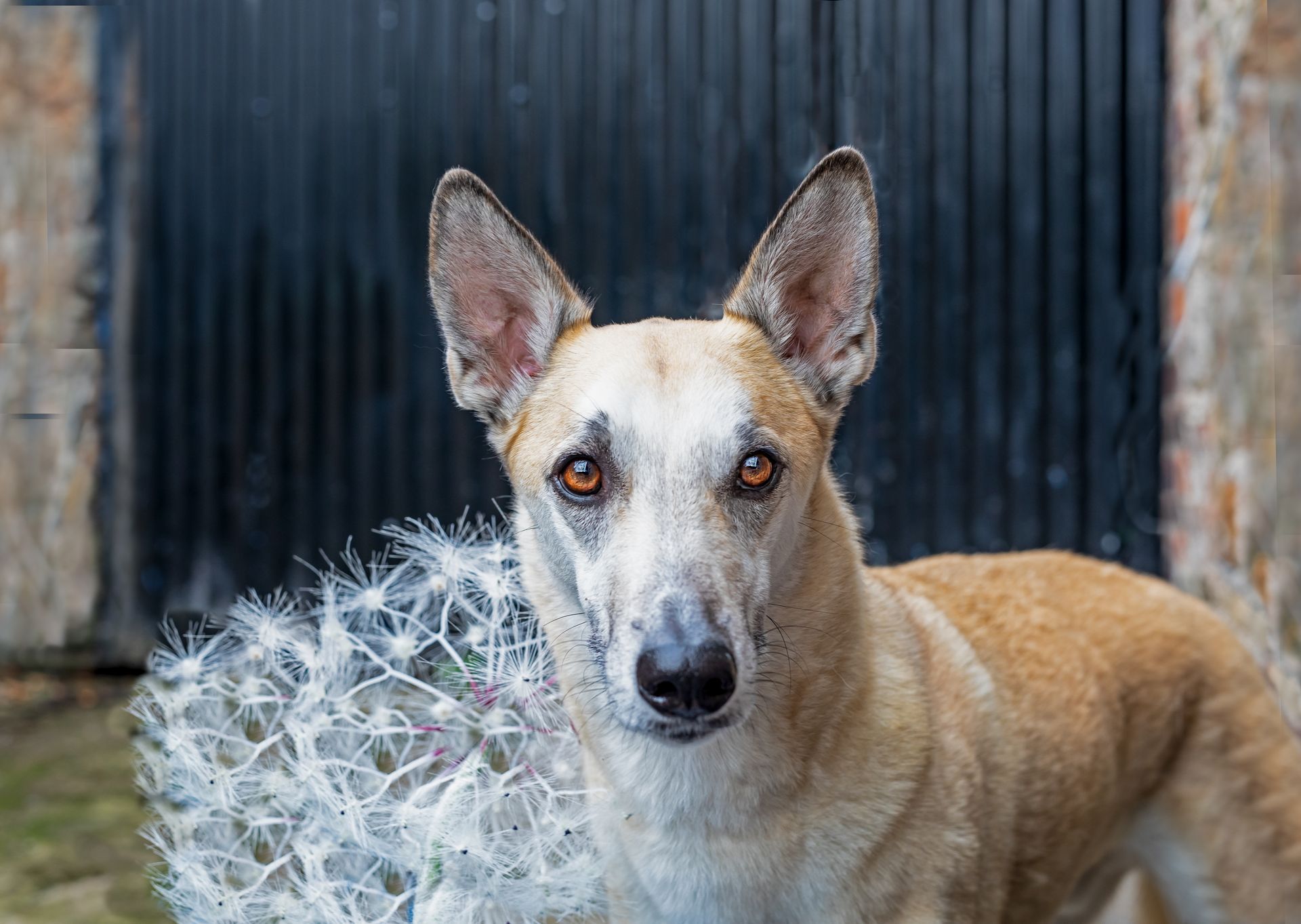 sighthound looking at camera with ears up in front of a dandelion