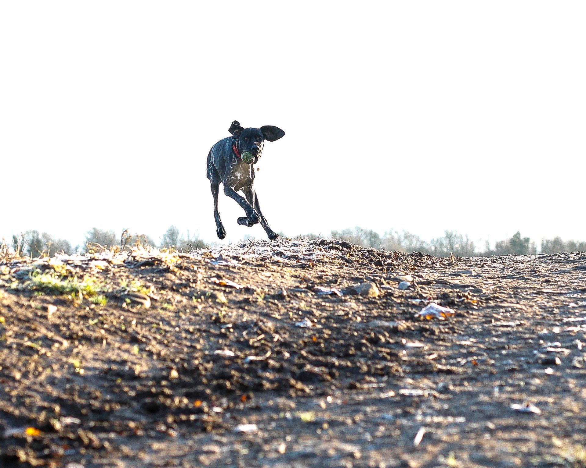 action photograph of a pointer sprinting on the horizon on a frosty morning on location in darlington