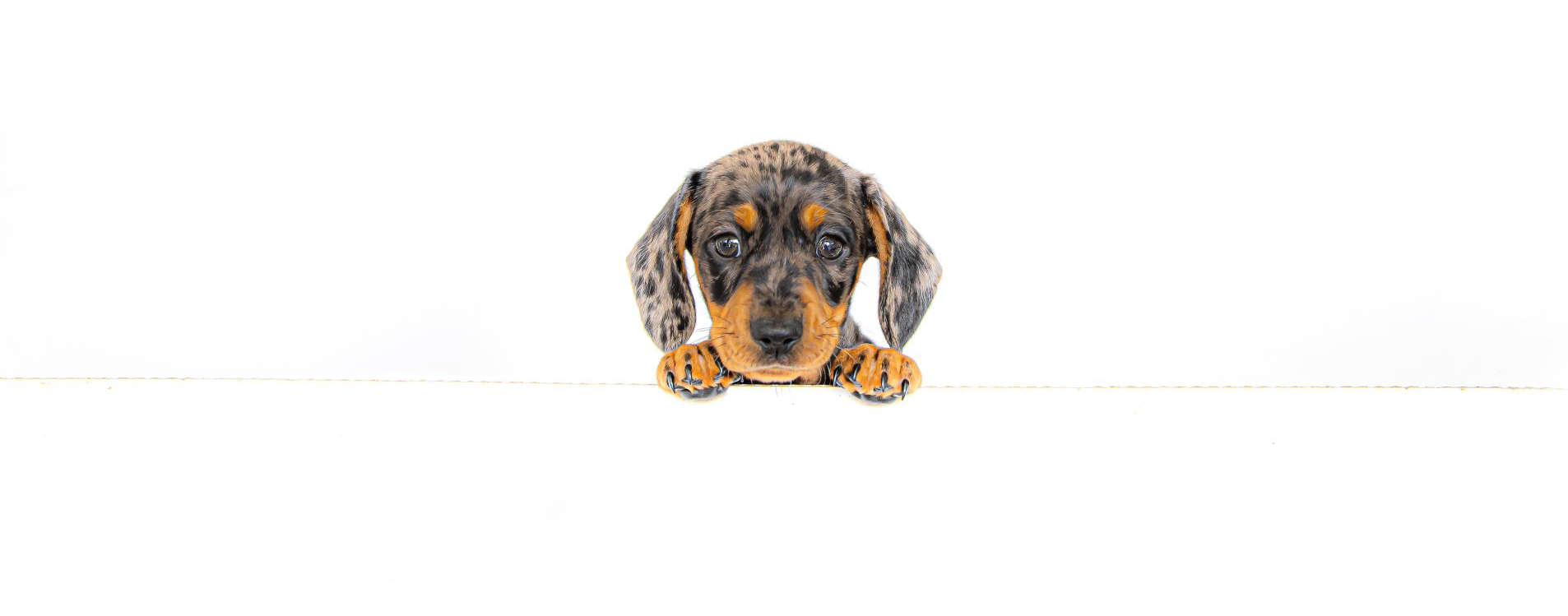 puppy sausage dog looking cute with head resting on paws looking straight at the camer