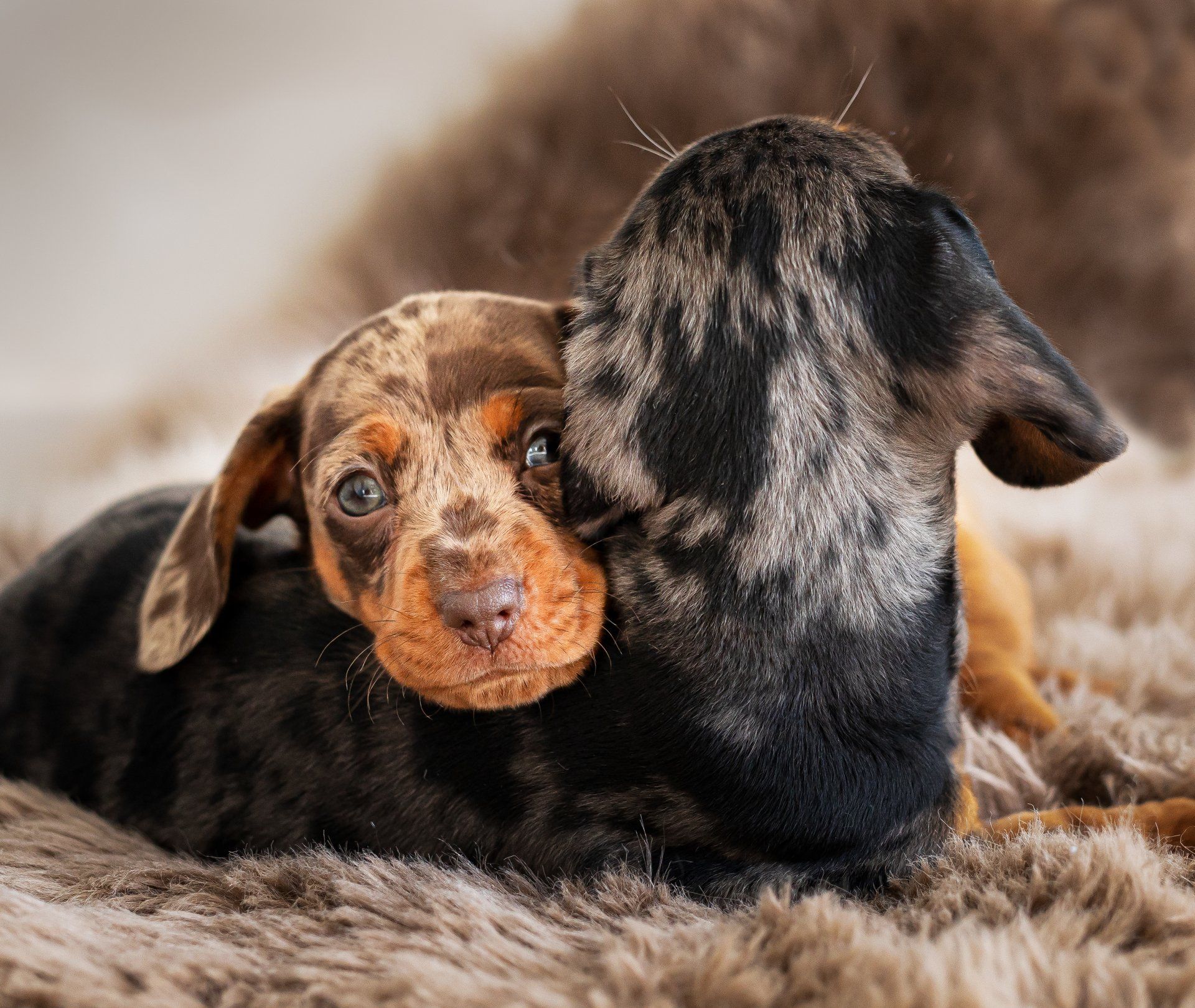 2 mini sausage dog puppys curled up together, back of one head and other one is looking at the camea