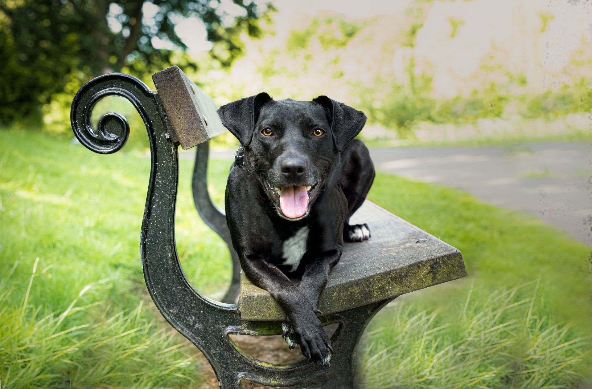collie cross lying down on a darlington park bench looking at thge camera