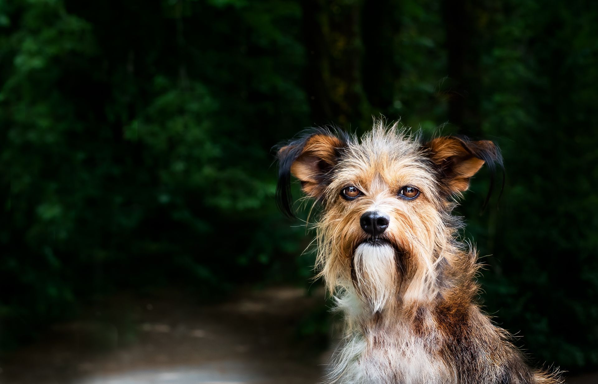 rescued long haired dog looking nervously at the camera with white beard